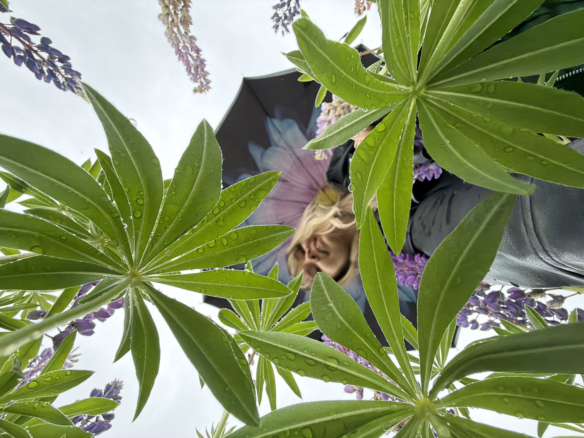 An upward-facing, low-angle photograph shows a woman under an umbrella, framed by lupine plants in Chaikovsky, Russia. The woman's face, partially obscured by blonde hair, is visible through the spaces between the green lupine leaves, which are covered with water droplets. The black umbrella above her has a floral design. Lupine flowers, purple and pink, are also interspersed throughout the frame. The sky is overcast and white. A black jacket can be seen on the person in the picture.