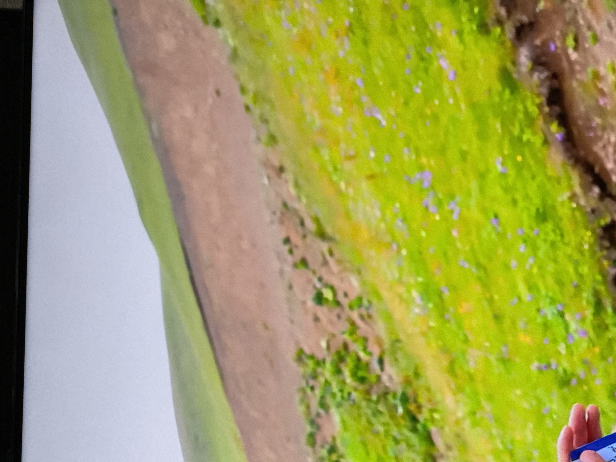 The image shows a close-up view of a grassy hillside dotted with small purple and yellow wildflowers. The hillside slopes upward and to the right, with a patch of bare brown earth visible in the upper left quadrant of the image. The sky above is a pale, washed-out blue. In the bottom left corner of the image, a person's hand is visible, holding a blue object, likely a credit card or identification card. The image is slightly blurry, suggesting it was taken with a phone camera.