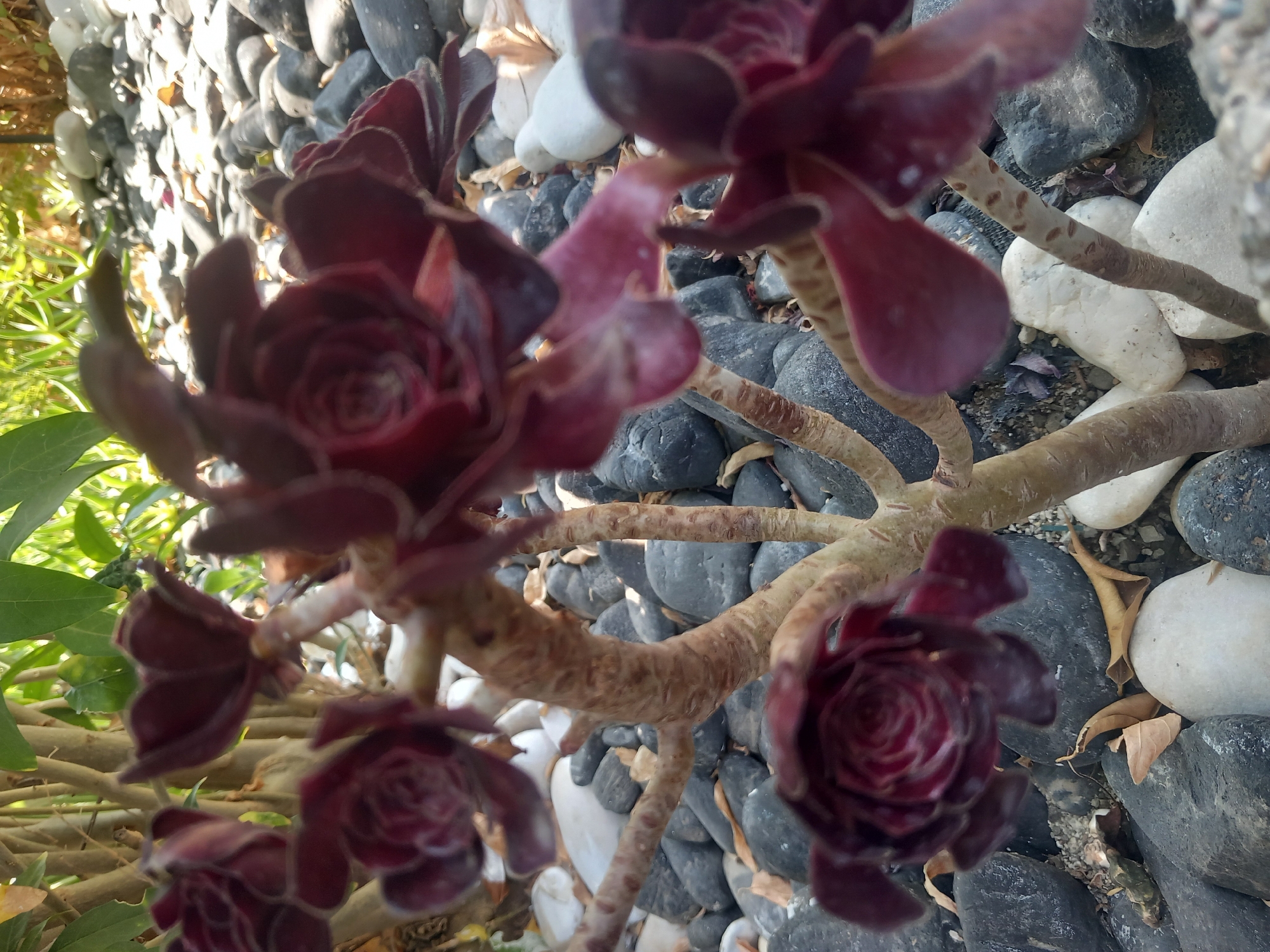 In Άγιος Νεκτάριος, Greece, a close-up, slightly blurred, eye-level shot focuses on a dark red succulent plant. The plant's succulent rosettes, with their tightly packed, pointed leaves, are prominent. The stems are thick, woody, and textured with small brown spots. The plant is situated amongst a ground covering of various sized rocks, predominantly dark gray and white, with a few dry brown leaves scattered on top. In the background, out-of-focus green foliage suggests a natural setting. The lighting is bright, casting subtle shadows and highlighting the texture of the rocks and plant. No people or animals are visible.