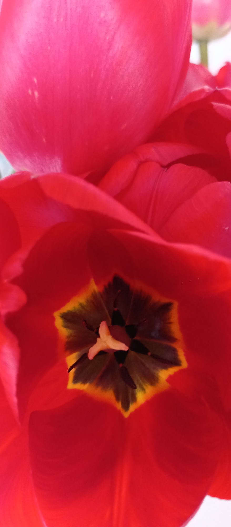 A close-up shot captures the intricate details of a red tulip flower. The outer petals are a vibrant red, while the center showcases a complex structure with dark, star-shaped patterns and a yellow ring. In the very center, a light-colored pistil is visible. The background includes blurry glimpses of other red tulip petals. The location is not specified, and there are no people, specific objects, actions, or interactions besides the flower itself. The environment is undefined.