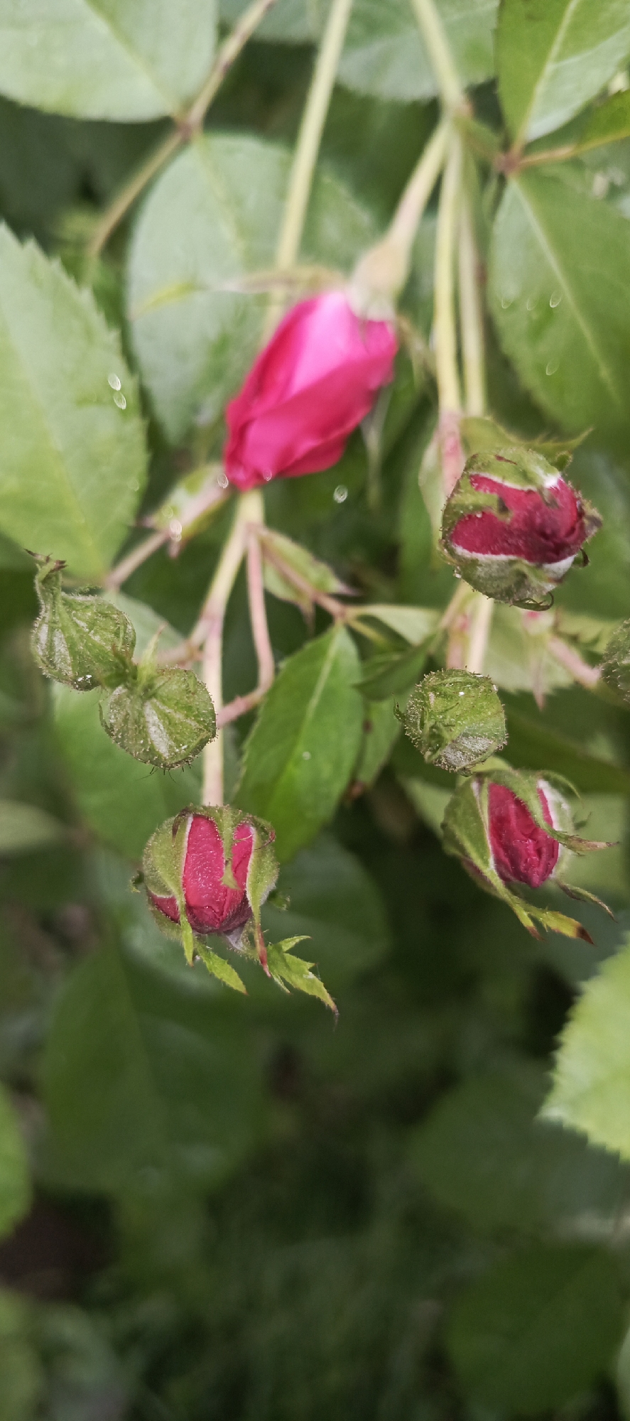 This media file captures a close-up view of rose buds and one partially opened rose. The subjects are primarily the botanical elements of the rose plant. The scene is lush and green, with the rose buds in various stages of development, surrounded by leaves. One vibrant pink rose bud is more open than the others, revealing its delicate petals, while several tightly closed green buds are scattered throughout the frame. Some of the leaves and buds appear to have water droplets on them, suggesting it may have recently rained or the plants have been watered. The overall mood is serene and natural, focusing on the beauty of the nascent bloom. The lighting suggests it is daytime, with soft light illuminating the subjects. There is no visible text in the image. The provided location context indicates the setting is Мерчалово Снт, Russia.