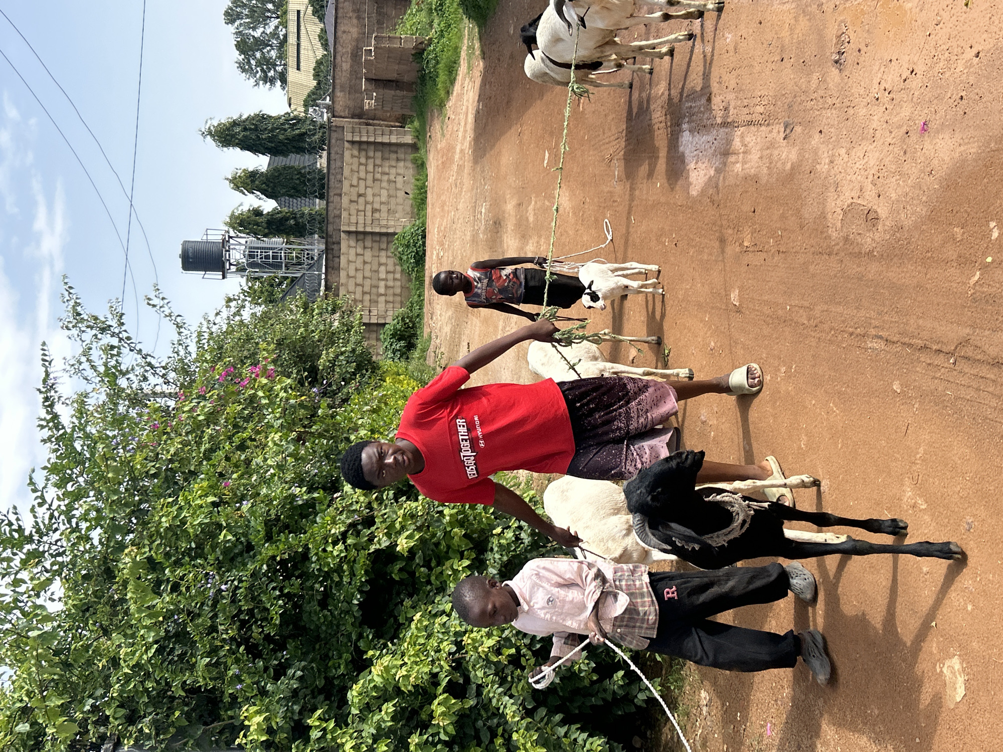 In Jos, Nigeria, a group of boys are tending to a flock of goats on a dirt road. A young man in a red t-shirt stands at the center, holding a rope attached to a black goat. To his left, a younger boy in a plaid shirt holds another rope connected to a white goat. Behind them, another boy in a Spider-Man tank top leads a small white goat. Several other goats are visible in the background, walking alongside the boys. The environment is characterized by lush green trees on the left, a brick wall and residential buildings in the background, and a water tower on a raised platform. The sky is partly cloudy. The scene appears to be a typical rural or semi-rural setting within the city.