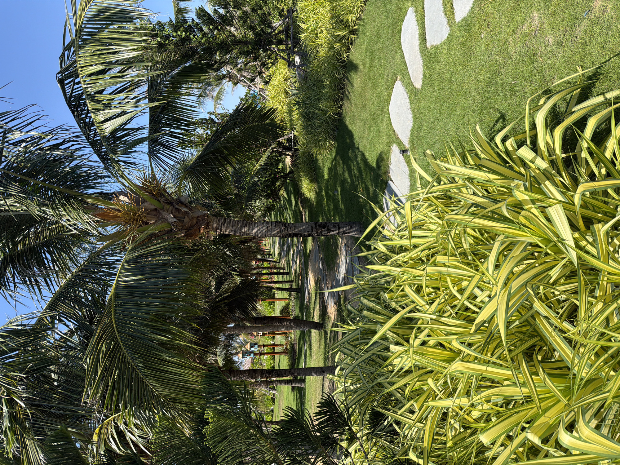 The image shows a pathway in a tropical garden, likely located in Bac Cam Ranh Ward, Vietnam. The path is made of flat, irregular stones laid out on a manicured green lawn. To the left of the path, there is a dense cluster of vibrant, variegated green and yellow foliage. Beyond the foliage and to the right of the path, the lawn extends, dotted with palm trees of varying sizes. The palm trees, with their characteristic fronds, create a dappled shadow effect on the grass. In the background, more palm trees and other tropical vegetation are visible, with hints of structures that might be part of a resort or residential area. The sky is clear and blue, indicating a bright, sunny day. The scene depicts a well-maintained outdoor space designed for relaxation and enjoying nature.