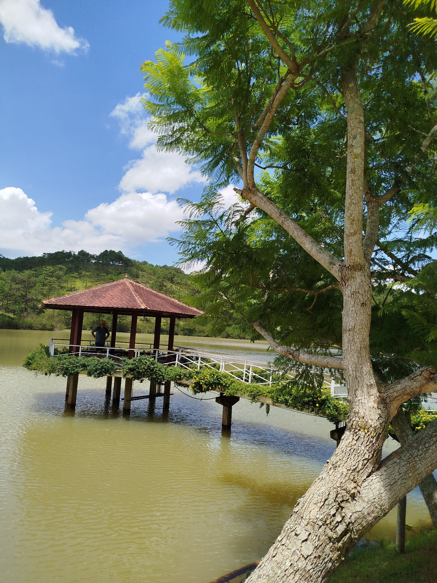 This image depicts a picturesque scene in Lam Vien Square, Da Lat, Vietnam. A person stands within a traditional wooden gazebo, which is elevated over a calm body of water. The gazebo features a red-tiled roof and is supported by sturdy wooden pillars. A white-railed walkway, adorned with lush green plants and yellow flowers, leads to the gazebo, extending over the water. In the foreground, the trunk and branches of a large tree with textured bark dominate the frame, its green foliage partially obscuring the bright blue sky with scattered white clouds. The background showcases a verdant hillside covered with dense pine trees, adding to the natural beauty of the landscape. The water itself is a murky green color, reflecting the sky and surrounding vegetation.