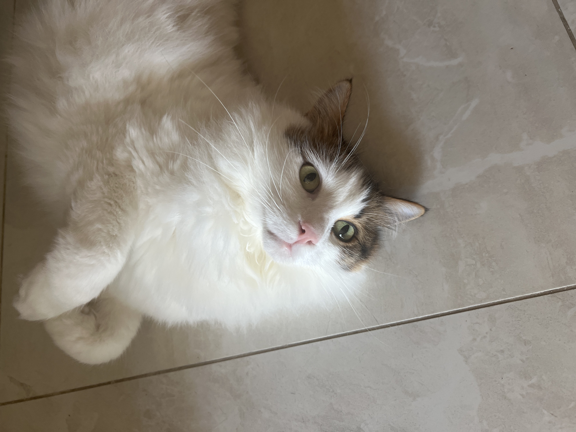 A fluffy white cat with brown and white patches on its head and ears is lying on its back on a tiled floor. The cat has green eyes and a pink nose. It appears relaxed and is looking up at the camera. The tiled floor is light beige with some darker veining. The lighting suggests it is daytime indoors.