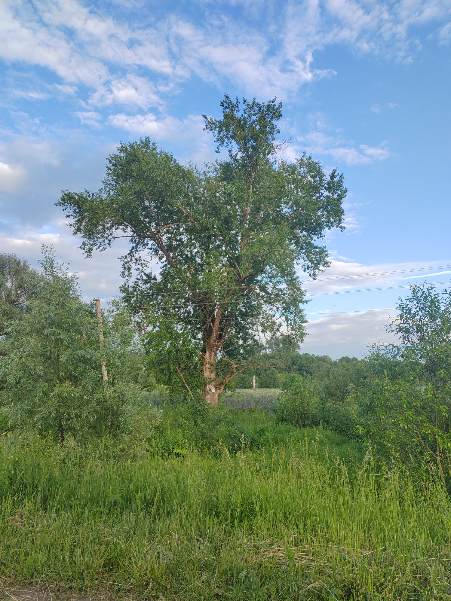 A tall, mature deciduous tree with a thick, rough trunk stands in a field of tall green grass under a bright blue sky with scattered white clouds. The tree has a broad canopy of lush green leaves and is positioned slightly off-center to the right of the image. To the left of the main tree, there are other trees and bushes, including a thinner, taller tree with drooping branches. A utility pole is visible behind the thinner tree. In the background, a line of darker green trees forms a distant treeline. A field with purple flowers is visible behind some of the bushes in the middle ground. The foreground is dominated by the tall, vibrant green grass. The scene appears to be in a rural or semi-rural outdoor environment.