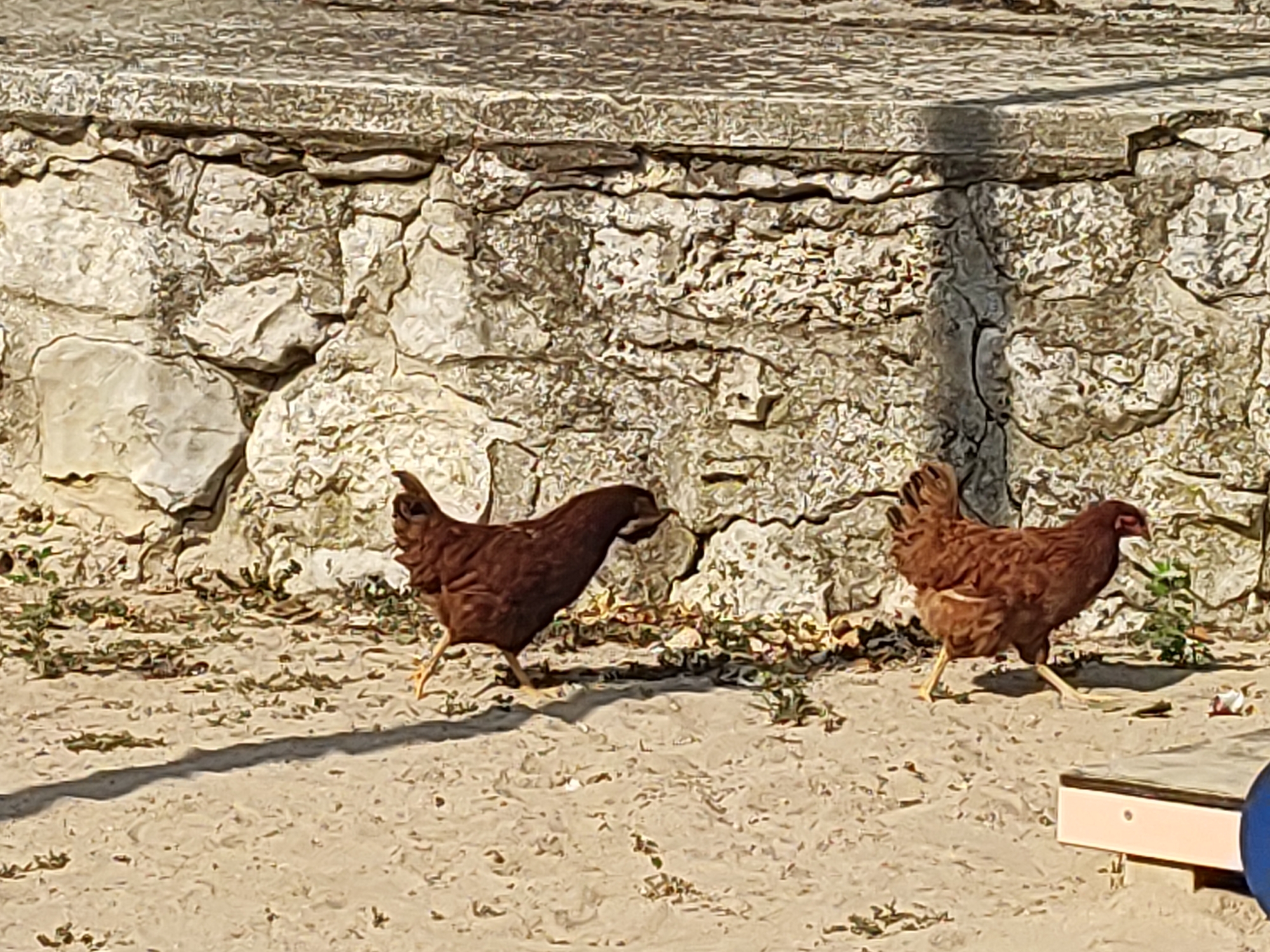 Two brown chickens are walking on a sandy ground in front of a rough stone wall. The chicken on the left is facing left and is in mid-stride with its legs spread. The chicken on the right is facing right and is also in mid-stride. There are small green plants growing sporadically in the sand near the stone wall. The stone wall appears to be made of irregular, light-colored stones with dark mortar in between. A shadow of an unseen object or person stretches across the sand from the left side of the image. In the bottom right corner, a portion of a light-colored wooden structure with a pink trim is visible. The scene appears to be outdoors, possibly in a yard or farm area. The lighting suggests it is daytime with the sun casting shadows. The location is stated to be Traspinedo, Spain.