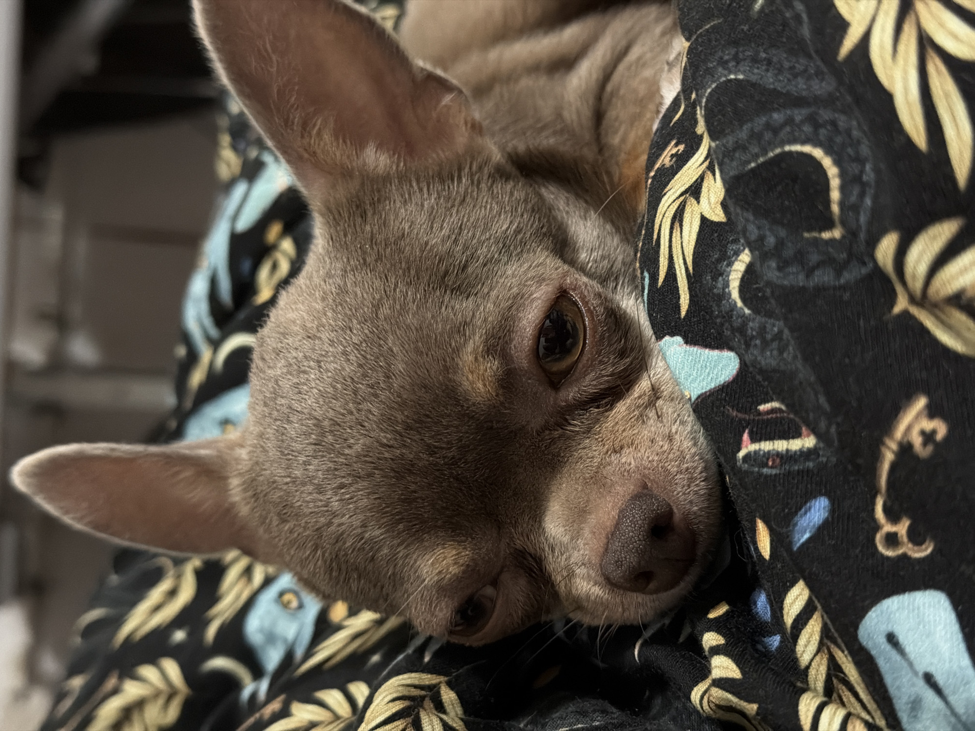 A close-up, slightly angled, indoor shot shows a tan Chihuahua lying on patterned fabric. The dog's head is positioned towards the lower center of the frame, with its eyes partially closed. The patterned fabric features a black background with gold and blue designs. The environment suggests a domestic setting. There is no indication of the location being Saint Petersburg, Russia.