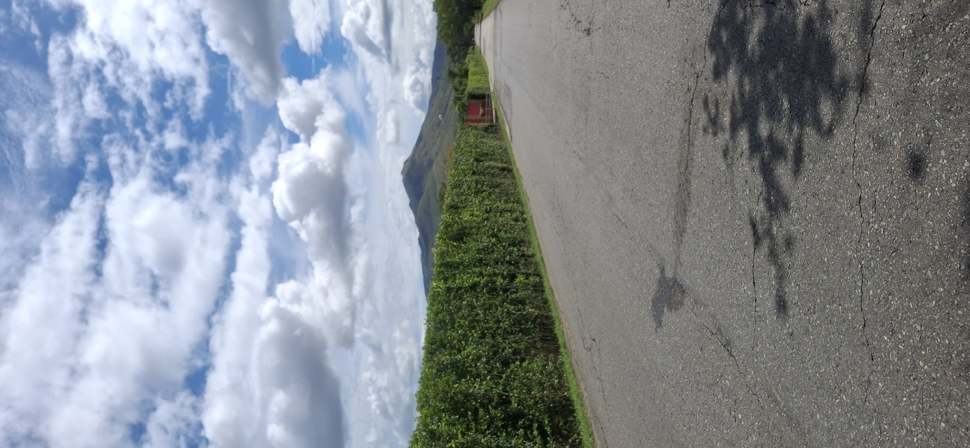The image shows a paved road leading towards a mountain in the distance. On the left side of the road is a tall, dense hedge of green foliage. On the right side of the road, a section of a red building is visible behind the hedge, with a gate. The sky is a bright blue with scattered white clouds. The road is cracked and shows signs of wear, with shadows from trees cast across its surface. The environment appears to be rural or semi-rural. There are no people or animals visible in the image.