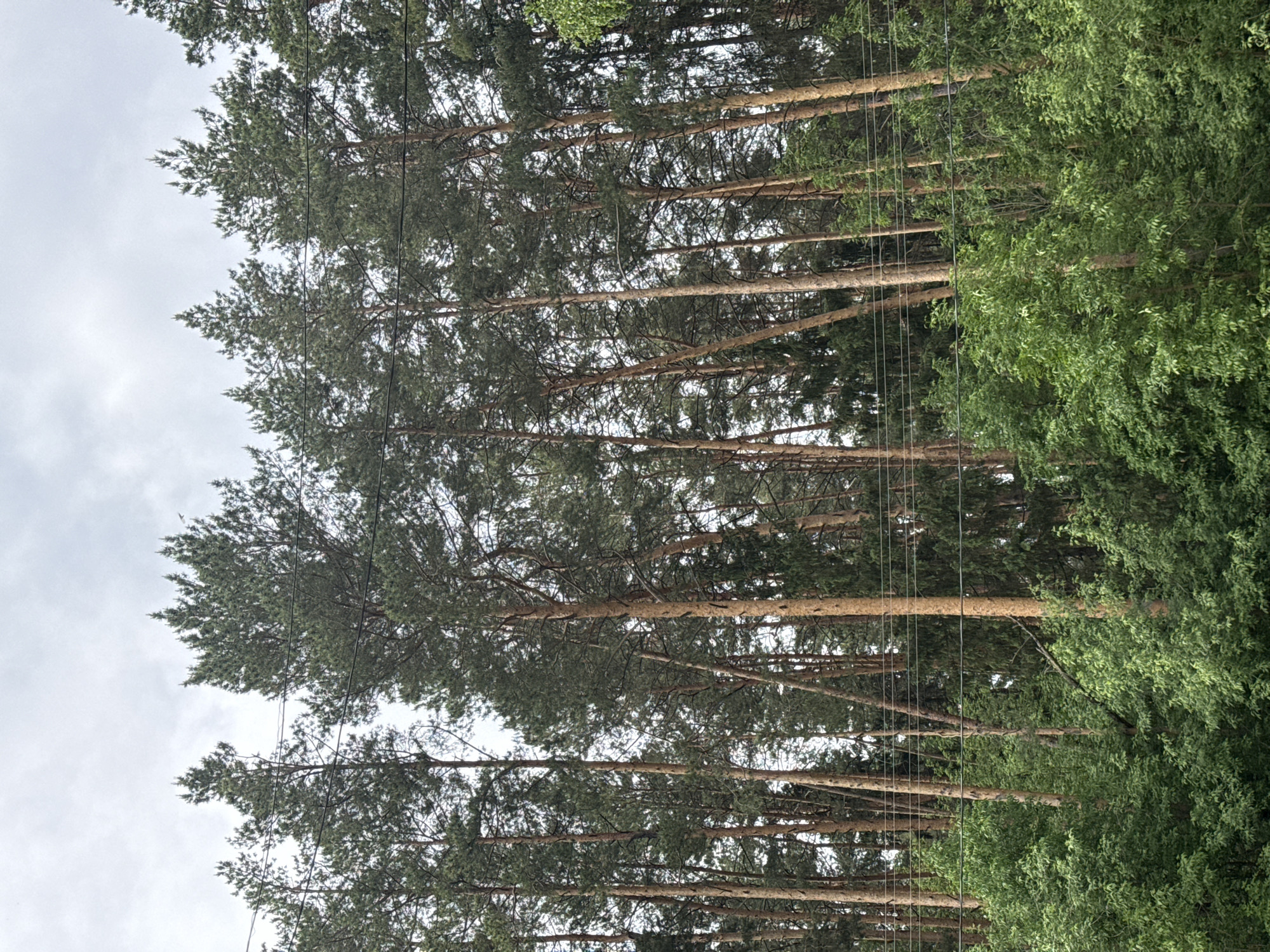 The image depicts a forest scene, likely located in or near Votkinsk, Russia, characterized by tall, straight pine trees dominating the view. The trees are densely packed, their trunks a light brown color and their foliage a deep green. Power lines are visible running through the upper portion of the trees. To the right, a different type of tree with broader leaves forms a denser, greener wall of foliage. The sky is overcast, appearing as a muted white or light gray. No people or animals are visible in the image.