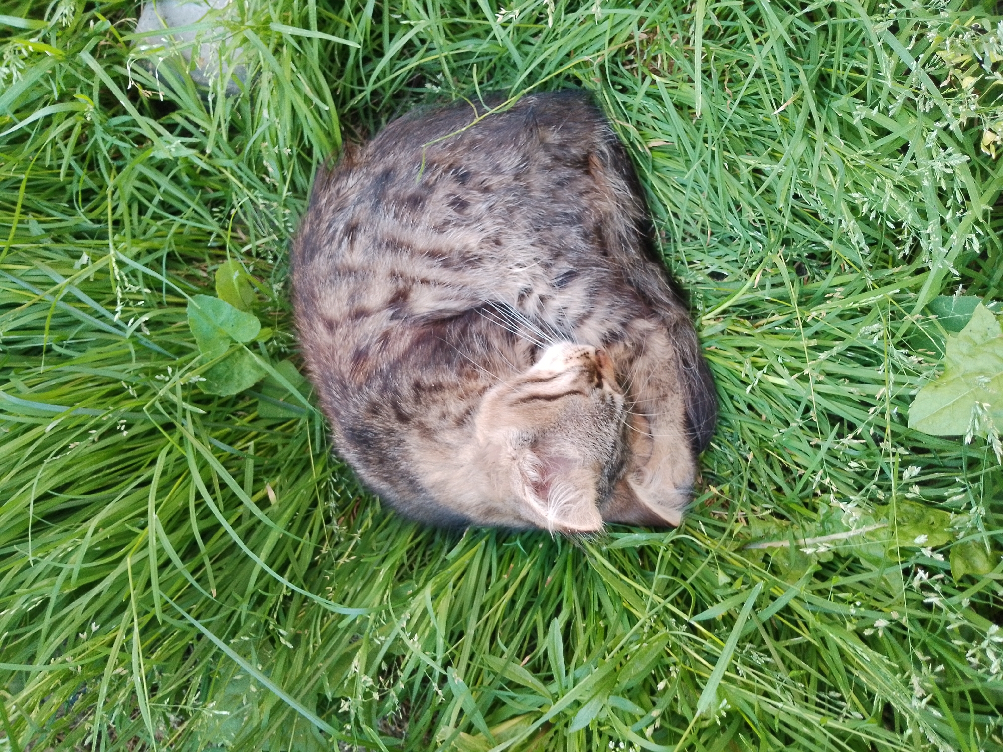 A tabby cat is sleeping curled up in lush green grass. The cat is mostly obscured by the tall grass blades, but its head and upper body are visible. The cat's fur is a mix of brown, gray, and black tabby markings. Its eyes are closed, and its ears are tucked back. The grass is a vibrant green and appears to be freshly grown, with some lighter green seed heads scattered throughout. The lighting suggests it is daytime.