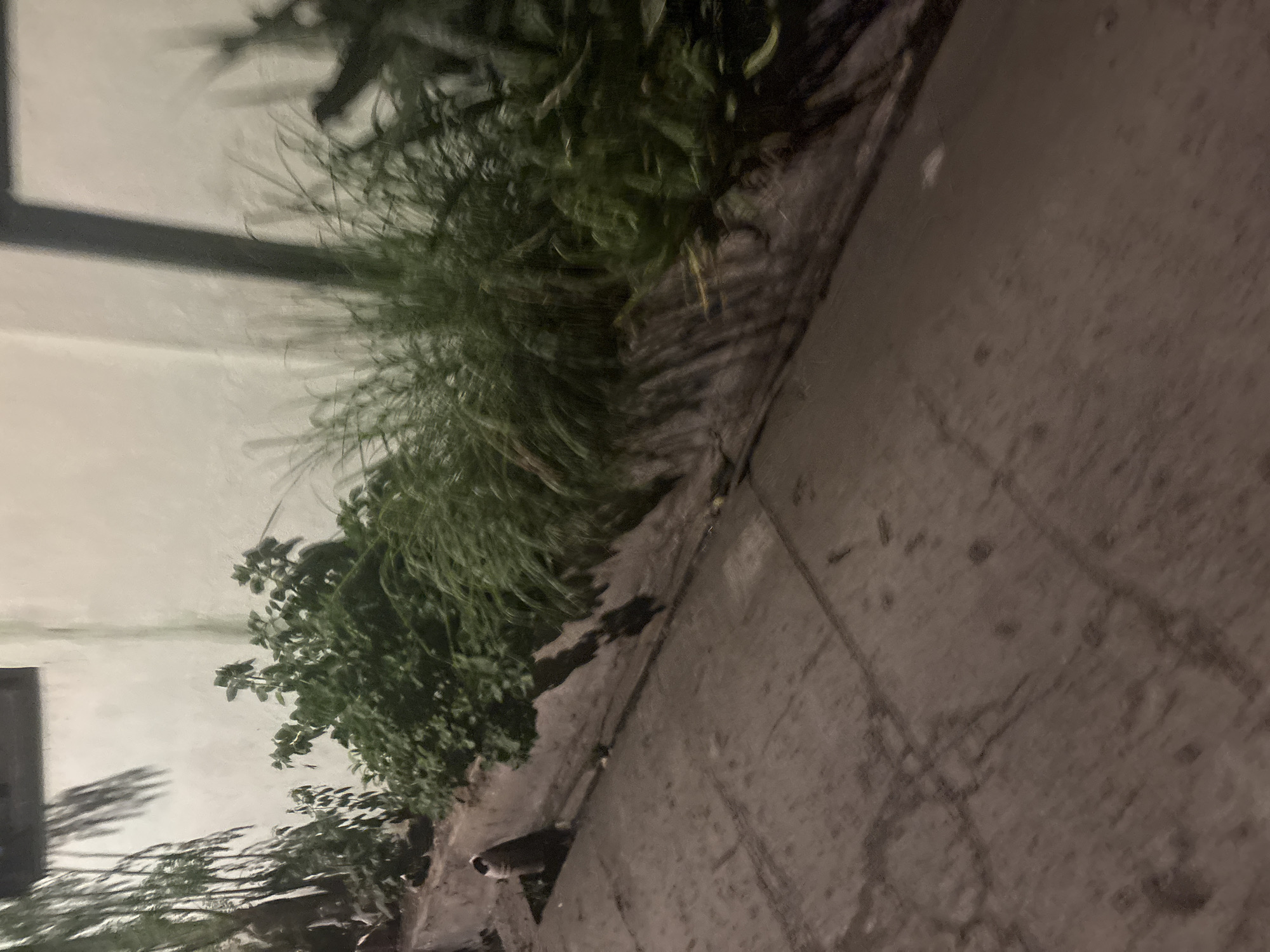 The image shows a narrow street or alleyway with a concrete pathway. Lush green foliage, including what appears to be tall grasses and leafy bushes, grows along the right side of the pathway, bordering a lightly colored wall. The wall is textured and has a dark, vertical rectangular shape casting a shadow on it. In the distance, on the left side of the pathway, there is a dark, elongated object with a white tip, resembling a trash receptacle or a similar roadside fixture. The overall lighting suggests it is dusk or night. The image does not contain any identifiable landmarks or elements that would specifically place it in Davao City, Philippines, beyond the initial request.