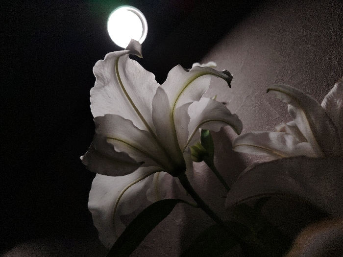 This image, captured in Марковский, Russia, presents a close-up, low-light view of several white lilies. The primary subject is a large white lily positioned in the left-center of the frame, illuminated from behind. Its petals are translucent, revealing internal vein structures, and exhibit a ruffled texture. A prominent bright, circular light source is visible in the upper-left background, directly behind and above the main lily, creating a strong backlight effect. A faint green aberration is visible at the top edge of this circular light. To the right and lower-right, portions of additional white lilies are discernible, appearing darker and less defined due to reduced illumination. A green stem or bud is visible near the base of the main lily. The background is predominantly dark, with a textured, grayish-purple surface visible in the upper-right portion, illuminated by a diagonal beam of light originating from the upper-left. No people are present, and no overt actions or interactions between subjects are depicted, beyond the interaction of light with the botanical elements and background. The environment appears to be an interior setting due to the texture of the background wall.