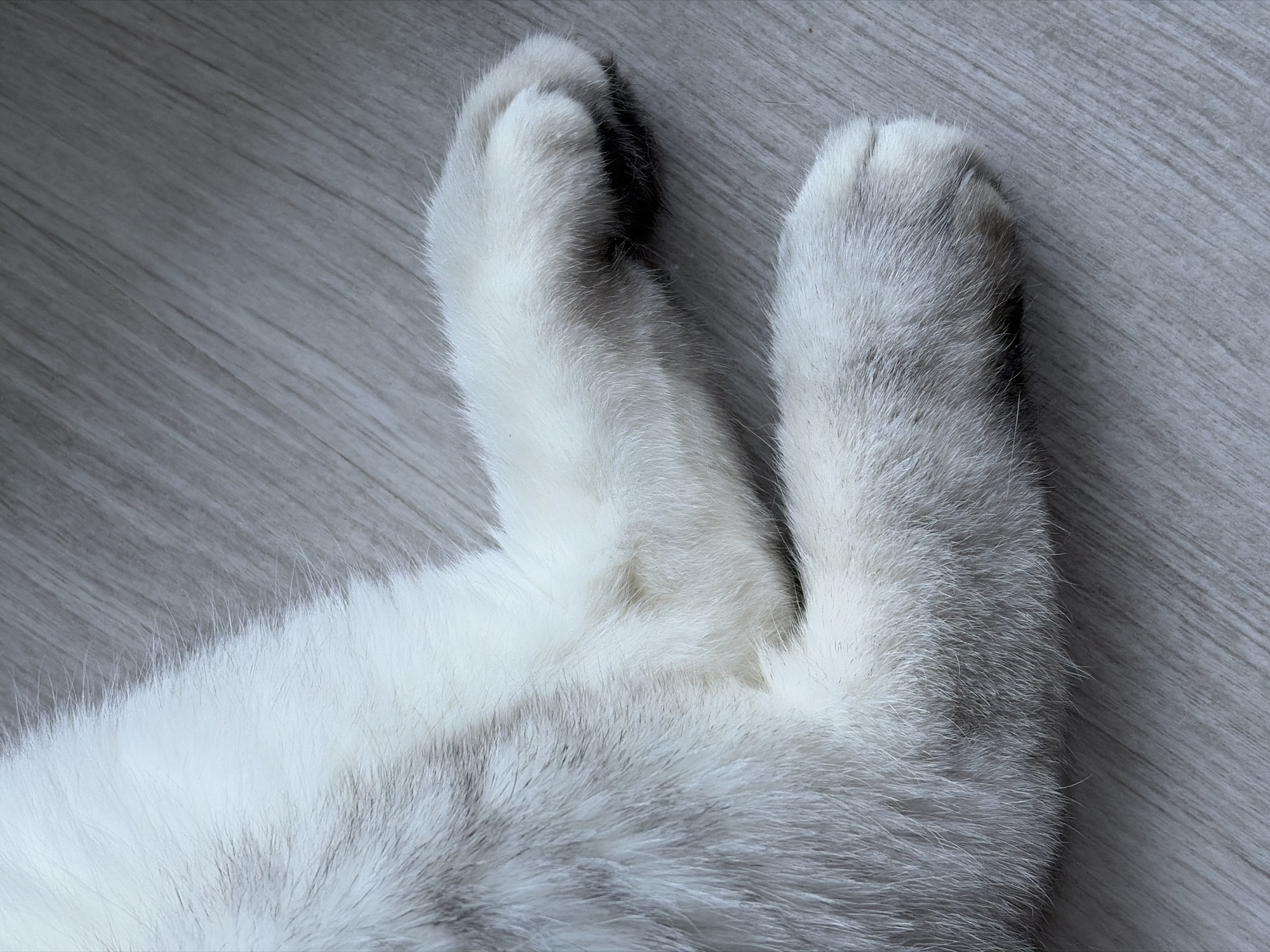 A close-up shot shows the crossed paws of a cat resting on a light gray surface. The cat's fur is predominantly white with subtle gray undertones, especially noticeable near the base of the paws. The paws are positioned on what appears to be a surface with a subtle wood grain pattern. There is no indication of Izhevsk, Russia or any people, subjects, or actions.