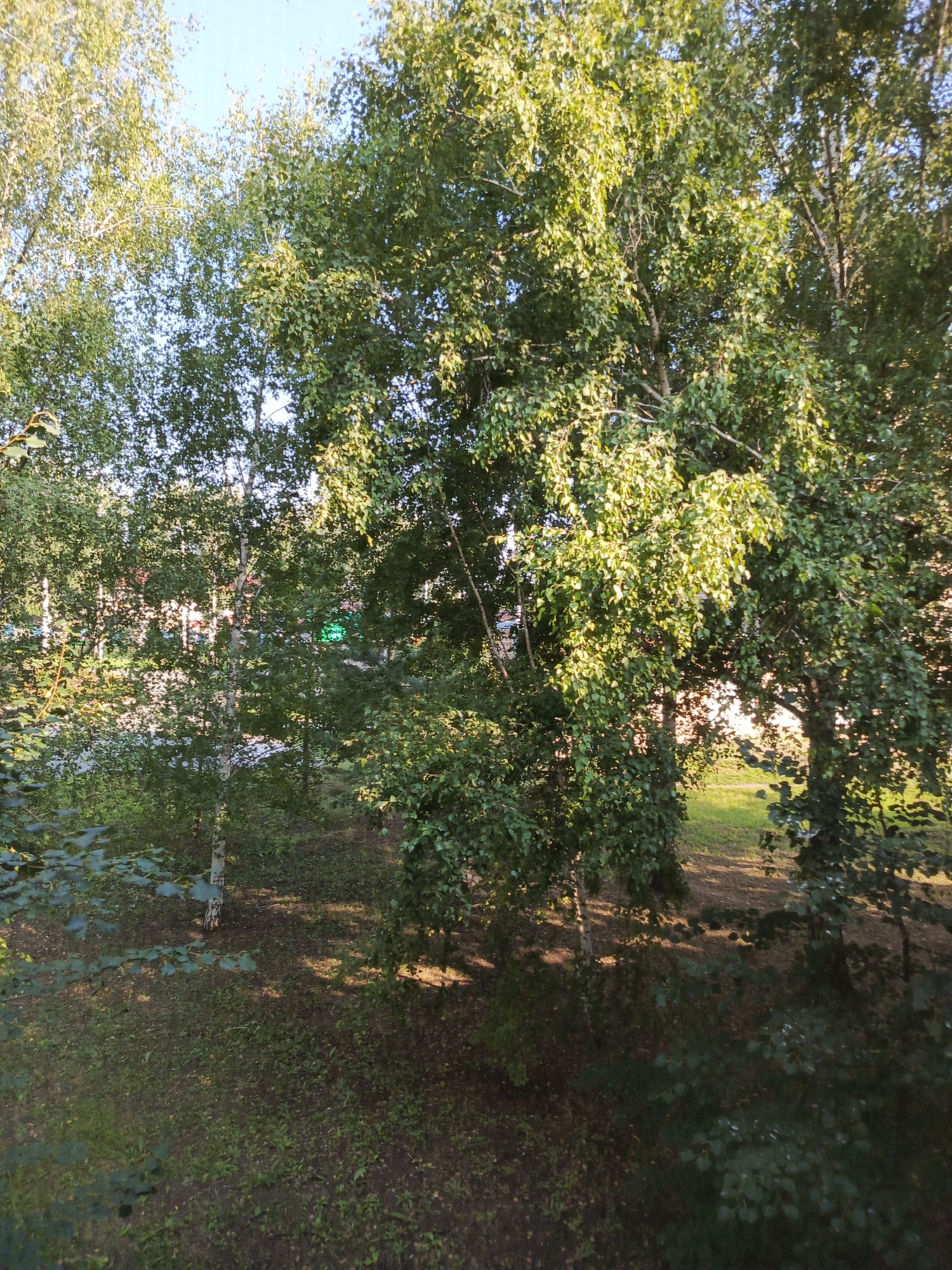This image depicts a view of a park or a green area with several birch trees in the foreground and middle ground. The trees are full of green leaves and are casting shadows on the ground, which is covered in grass and some fallen leaves. In the background, there are hints of buildings and a glimpse of a bright green object, possibly a sign or a structure. The sky above is clear and blue. The scene appears to be an outdoor space within a residential area, and considering the prompt's context, it is situated in Saraktash, Russia.