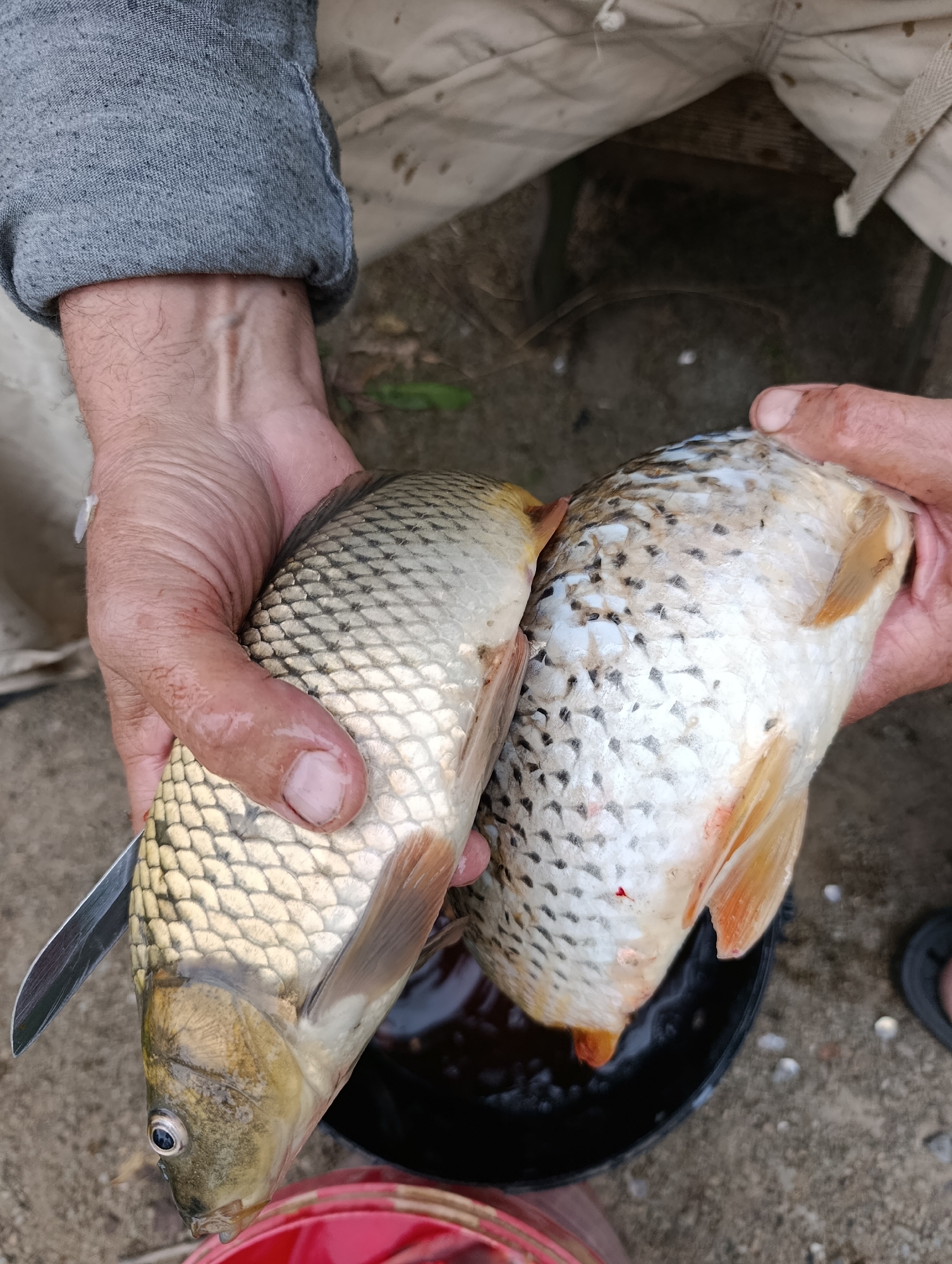 Two freshly caught fish are held in a person's hands. The fish are scaled and appear to be carp. One fish is being held by its head and tail, with a knife blade visible near its head. The other fish is held by its midsection. Both fish are positioned over a black bucket that contains some reddish liquid, possibly water or blood. The background is outdoors, with a concrete or dirt ground and some scattered debris. A person's legs, clad in light-colored pants and a grey rolled-up sleeve, are also visible. The scene suggests the preparation of fish for consumption. There is no identifiable information indicating the location is Bratske, Ukraine.