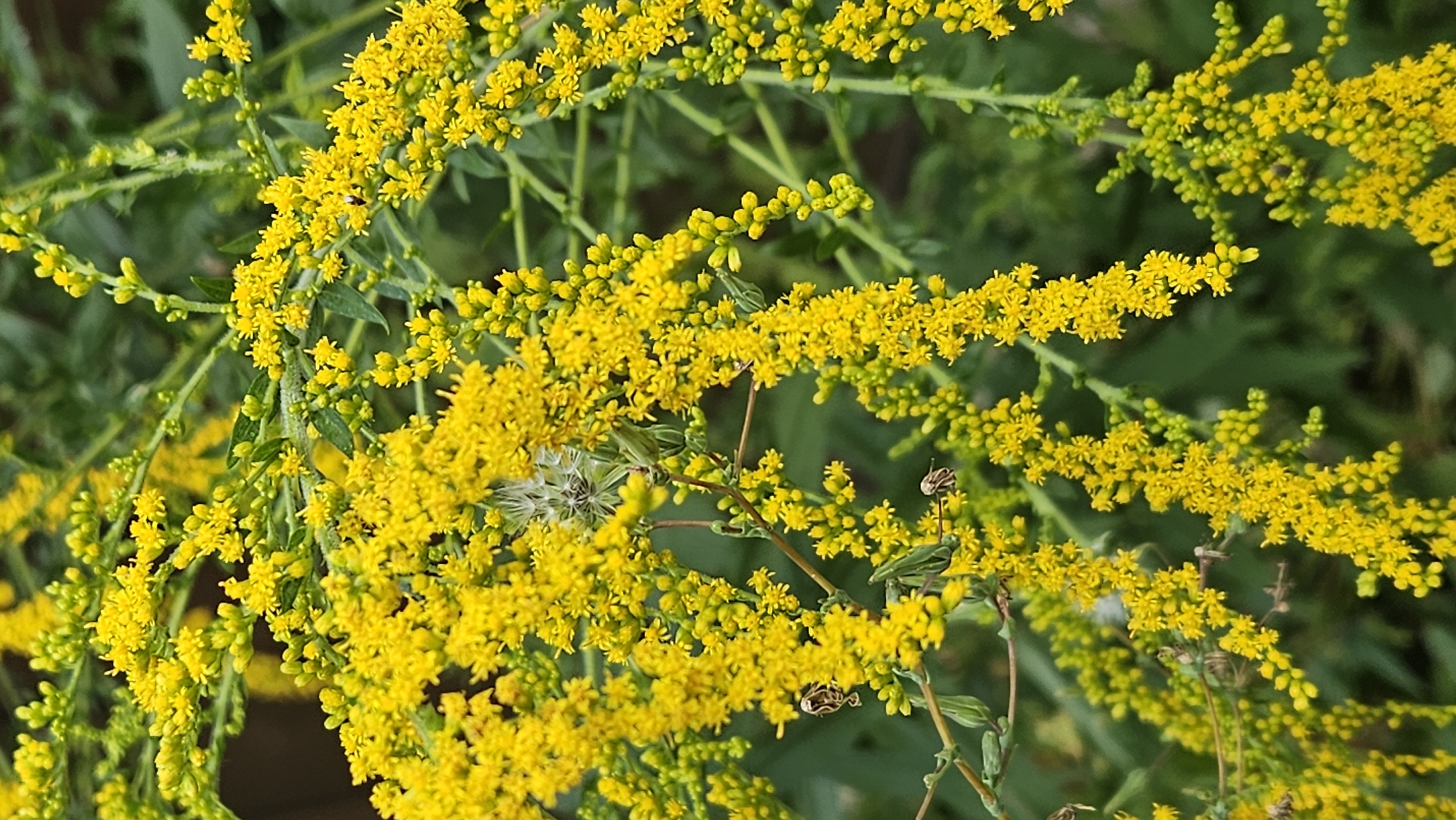 A close-up, vertical, outdoor photograph displays a dense cluster of bright yellow goldenrod flowers. The flowers are small and numerous, forming plume-like arrangements on slender green stems. The background is softly blurred green foliage. Two small insects, possibly bees or flies, are visible on or near the flowers. One insect is on a stem to the left, and another is on a flower cluster towards the center. There is also a wispy, white seed head of a plant visible among the yellow flowers near the top center. The lighting suggests a bright, overcast day, or the image was taken in shade, as there are no harsh shadows. The exact location in Prešov, Slovakia, is not discernible from the image.