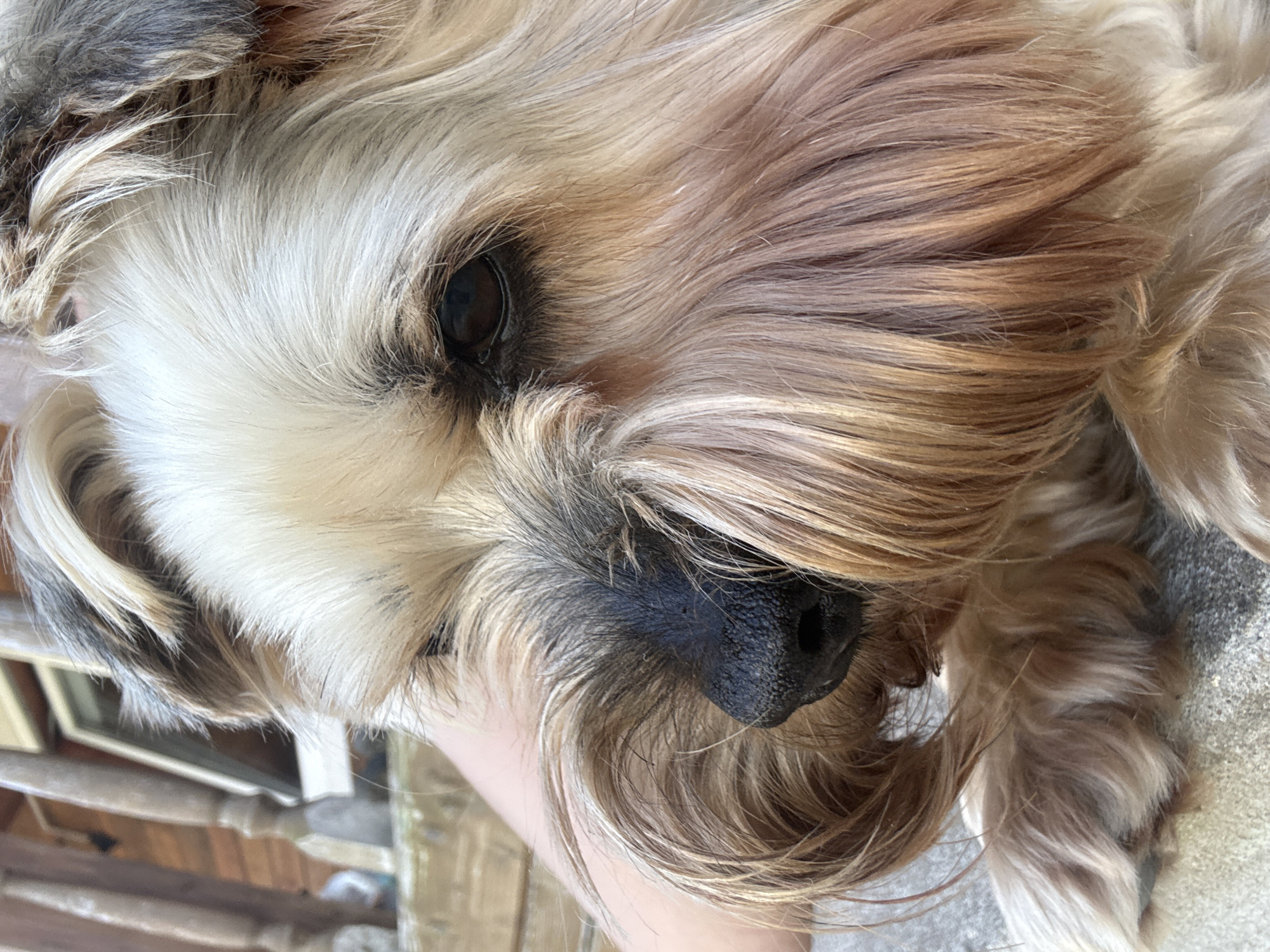 A close-up, eye-level shot captures a small, tan and white dog with shaggy fur resting its head on a grey, textured surface. The dog's black nose is prominent, and its dark eye is visible. The background is blurred, showing wooden railings and siding of a building, suggesting an outdoor setting. The dog's fur exhibits a mix of light tan, blonde, and darker brown or grey strands, particularly around its ears and face. The overall lighting suggests it's daytime. There is no identifiable connection to Dmitrov, Russia, as the image lacks any contextual elements that would place it in that specific location.