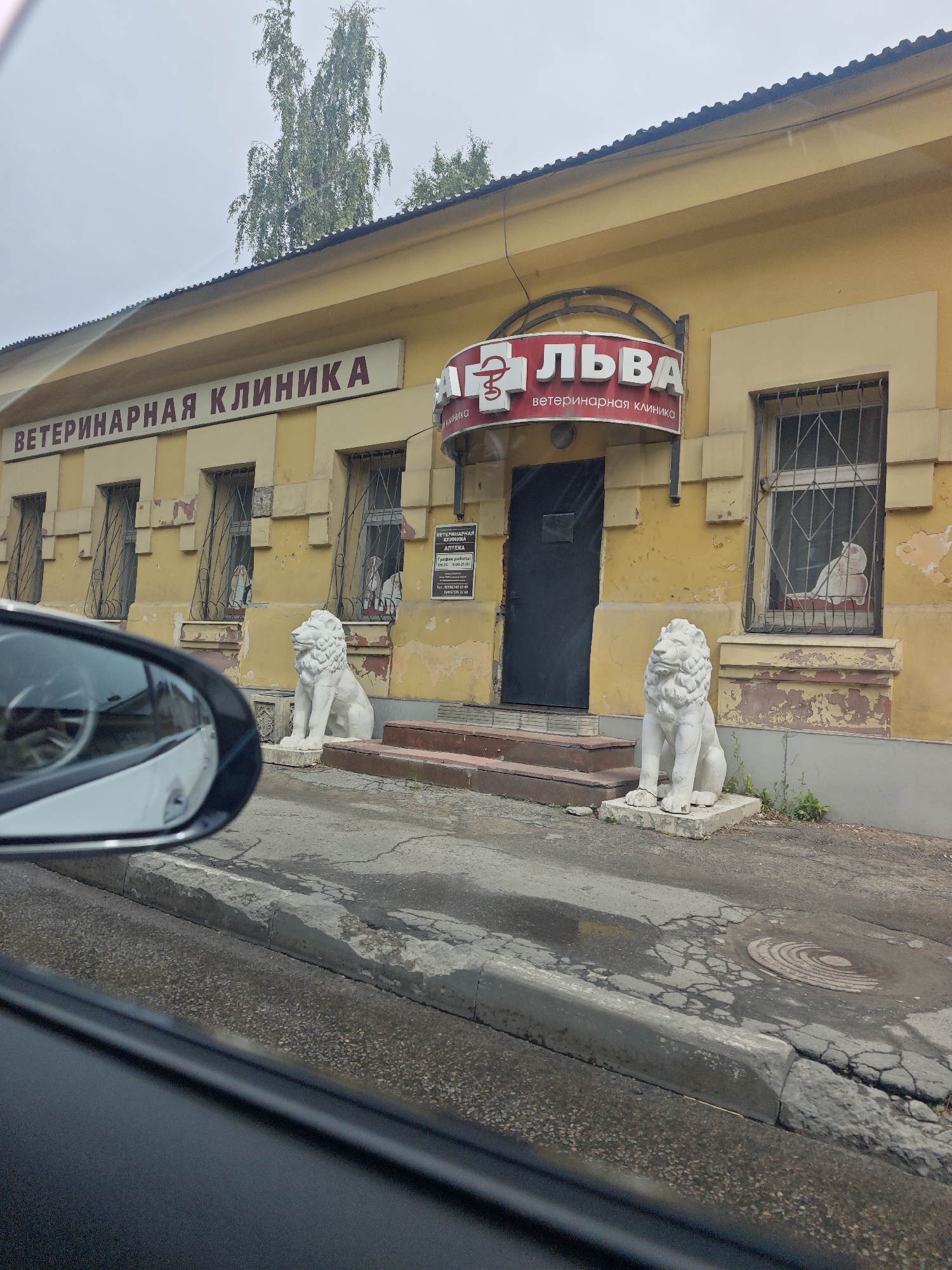 The image captures a view of the exterior of a veterinary clinic located in Serpukhov, Russia. The building is painted in a yellow hue, with prominent signage displaying "ВЕТЕРИНАРНАЯ КЛИНИКА" (Veterinary Clinic) in large, dark letters on a light background. To the right of this sign, another sign with a red background reads "ЛЬВА" (Lion) in white, with a stylized symbol of a cross and a swirling design next to it, indicating the clinic's name. Below this, smaller text reads "ветеринарная клиника" (veterinary clinic).
The building features several windows with bars, some of which have white cutouts of what appear to be animals visible inside. Two stone lion statues are positioned on the sidewalk in front of the building, one to the left and one to the right. These statues are white and appear to be in a seated posture. The clinic has a dark-colored entrance door to the left of the right-hand lion statue, with a small sign on the wall next to it displaying clinic information including operating hours.
The foreground of the image shows a reflection in a car's side mirror, suggesting the photograph was taken from inside a vehicle. The street in front of the clinic is paved with asphalt, showing signs of wear and cracks. The sky appears overcast.