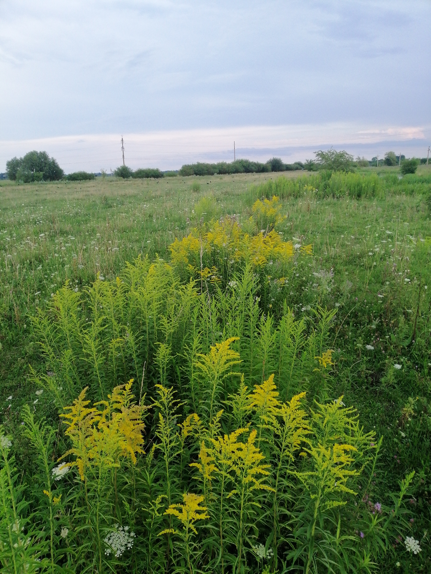 The image depicts a natural scene of a field with tall green plants and clusters of yellow flowers. The sky above is overcast with a mix of gray and light purple hues. In the background, a line of trees borders the field, and a few utility poles are visible. The ground is covered in grass and various wildflowers, some of which are small and white. The overall impression is of a rural landscape, possibly a meadow or a roadside area. The image does not contain any people, animals, or specific man-made structures within the immediate vicinity of the field, aside from the distant utility poles. The vegetation is dense and appears to be in a natural, untamed state. The lighting suggests it is either early morning or late afternoon, given the diffused light and sky color.