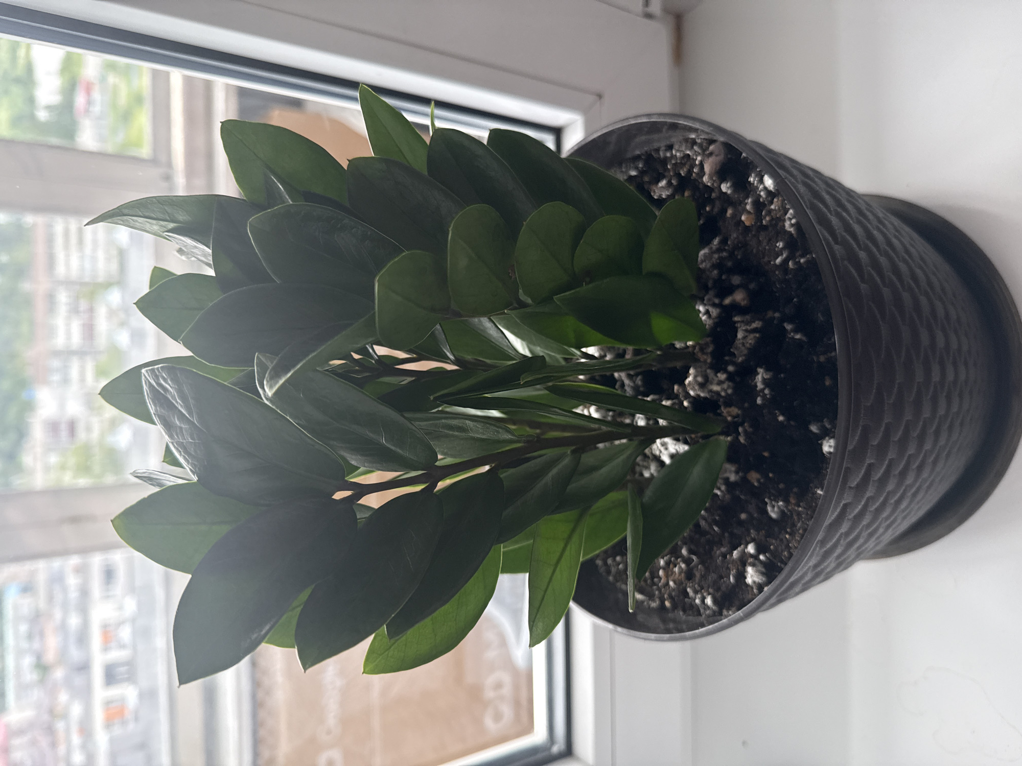 A Zamioculcas zamiifolia plant, commonly known as a ZZ plant, is positioned on a white windowsill. The plant is in a dark gray, textured pot with a matching saucer. The background shows a blurred view of buildings and greenery, indicative of an urban environment. The lighting suggests it is daytime. No people are present in the image. The location is identified as Kondopoga, Russia.