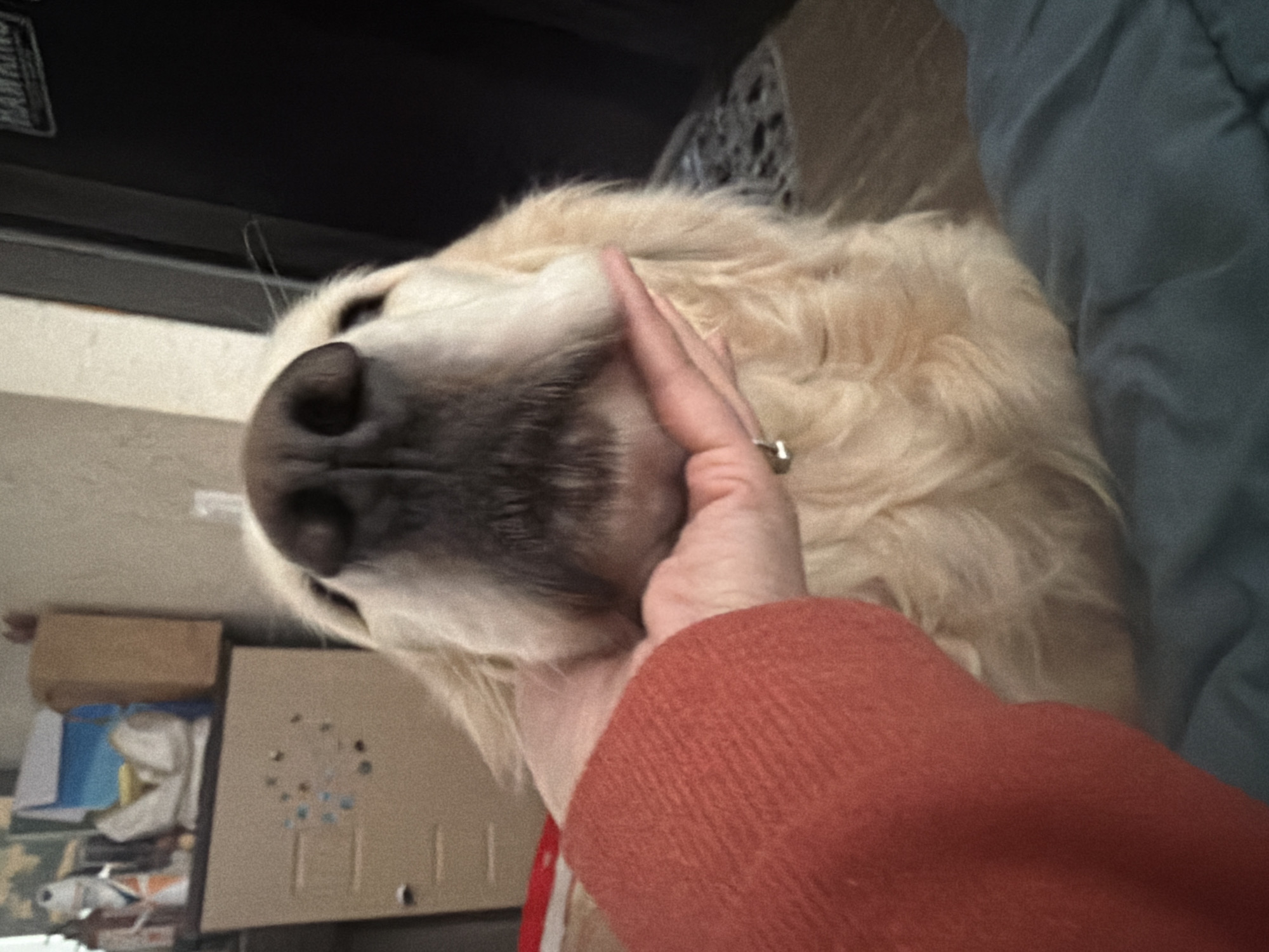 The image features a close-up of a light-furred dog, likely a Golden Retriever or a similar breed, interacting with a human hand. The dog's head is prominently displayed, with its dark nose and muzzle in the foreground. Its eyes are partially visible, looking upwards. A human hand, wearing a silver ring on the ring finger, gently cups or strokes the dog's muzzle and cheek. The hand extends from an arm clad in a textured, rust-orange or burnt-red long-sleeved garment.
The scene appears to be indoors. In the upper left background, a dark surface with some faint, indecipherable white text is visible. Below this, the left side of the frame reveals a cluttered area with stacked papers, cardboard boxes, and a light-colored board adorned with circular, jewel-like decorations. The right side and upper right corner of the image are dominated by a soft, blue-grey fabric, possibly a blanket, duvet, or upholstered furniture.
The interaction between the hand and the dog suggests a moment of affection and comfort, with the dog appearing calm and relaxed. The lighting is soft and even, typical of an indoor setting, likely during daytime. There is no clearly legible text in the image. This scene takes place in Tbilisi, Georgia.
