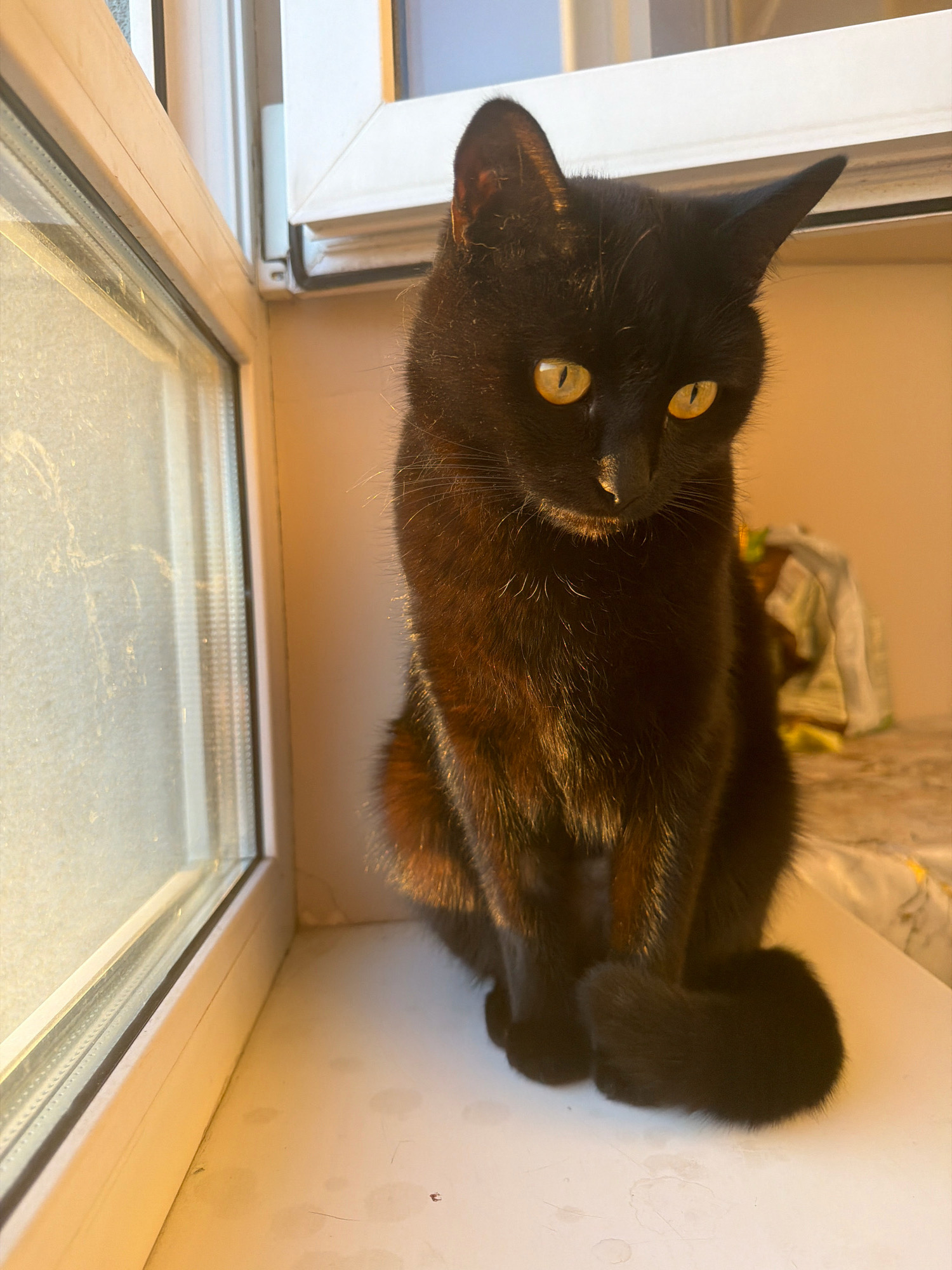 A black cat with bright yellow eyes sits on a white windowsill, looking down. The cat's fur is catching the golden light from a nearby window, highlighting its sleek coat. The window to the left is slightly obscured by frost or grime, and appears to be a double-paned window, common in apartments in Samara, Russia. In the background, a blurred pile of fabric suggests a domestic setting, possibly a bed or couch. The overall scene conveys a quiet, domestic moment.