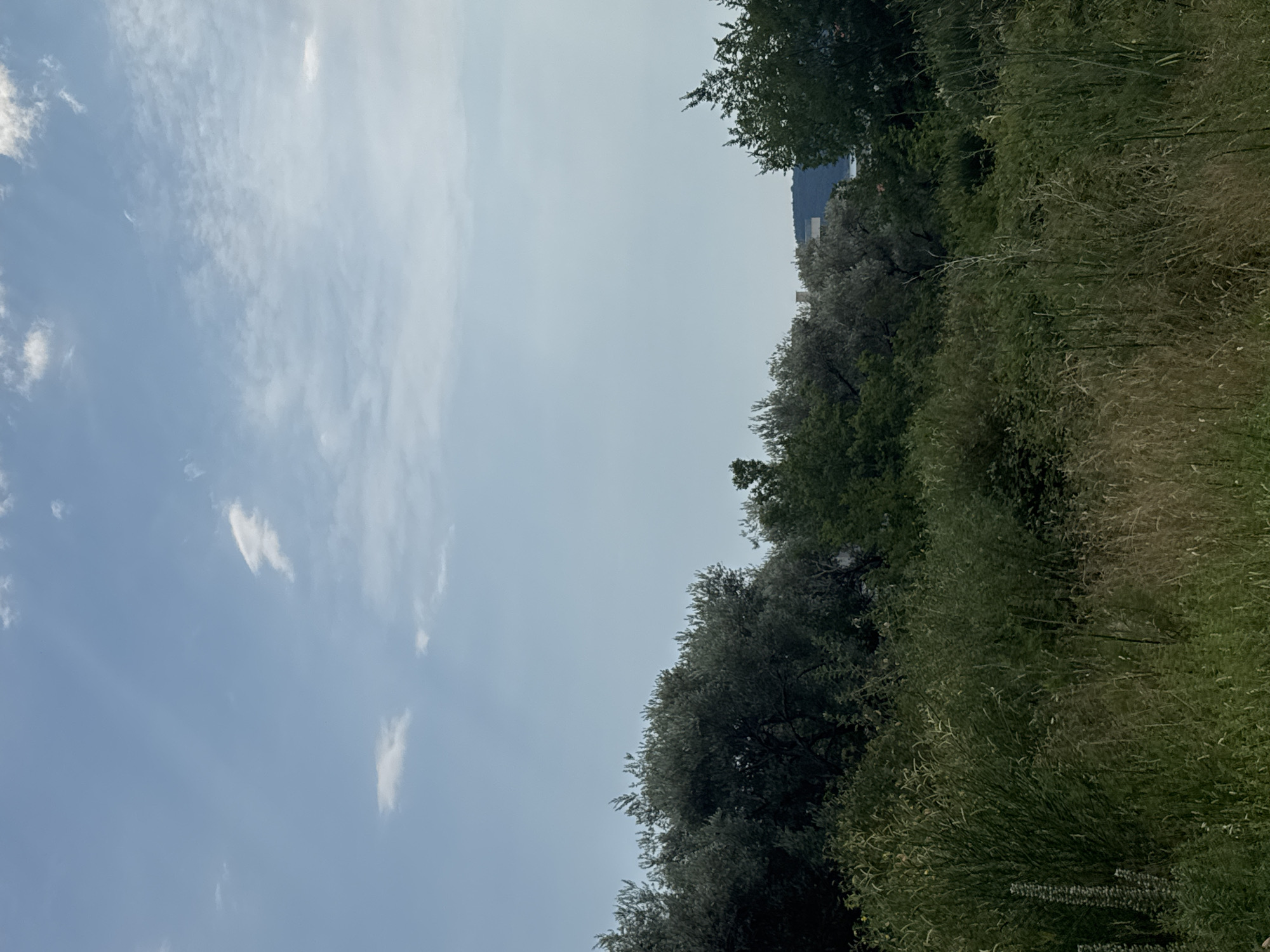 The image depicts a natural scene in Rafailovići, Montenegro. The frame is divided diagonally, with the left side dominated by a pale blue sky filled with wispy white clouds. The right side of the image is occupied by lush green foliage, consisting of trees and tall grasses. The trees appear to be a mix of leafy and perhaps olive trees, with some showing a silvery-green hue. The grass is tall and somewhat dried, suggesting a late summer or early autumn setting.
In the distance, beyond the trees, a faint outline of a hill or mountainside is visible, with a few indistinct structures suggesting human presence, possibly buildings or a town. The overall impression is one of a peaceful, natural landscape. The lighting suggests it is daytime, likely late morning or early afternoon, given the brightness of the sky and the clear visibility of the vegetation. The weather appears clear and fair. There is no text visible in the image, and no people or specific objects are discernible, placing the focus entirely on the natural environment. The scene evokes a sense of tranquility and natural beauty characteristic of coastal or Mediterranean landscapes.