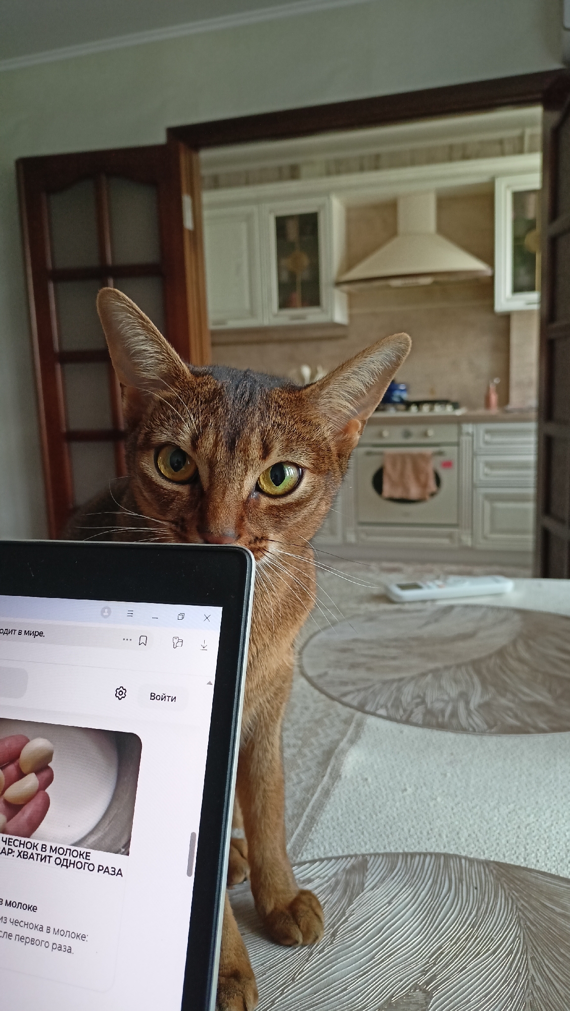 An Abyssinian cat with striking green eyes peers over a tablet at the viewer. The cat's reddish-brown fur is finely ticked, a characteristic of the breed. The tablet displays a webpage with text in Russian, including the words "ЧЕСНОК В МОЛОКЕ" (garlic in milk) and "Войти" (enter/login). The background shows a kitchen with white cabinets and a range hood, suggesting the scene takes place indoors. The lighting appears to be natural daylight, possibly morning or afternoon. The overall impression is one of a curious pet interrupting its owner's online activities.
