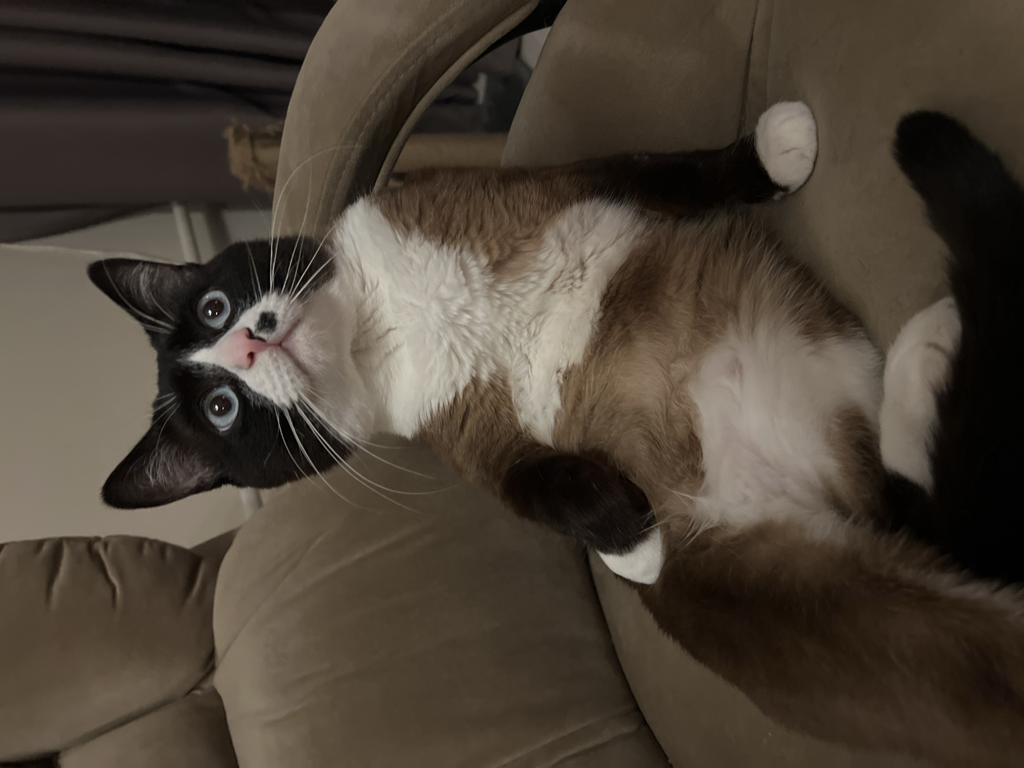 An indoor scene features a domestic cat positioned on a light brown, upholstered armchair. The cat's fur displays a black, white, and brown pattern: its face is black with a white muzzle, a distinct white stripe between its blue eyes, and a pink nose with a singular black spot located on its left side. Prominent white whiskers extend from its muzzle. The cat's chest and abdomen are white, transitioning to light brown on its flanks and upper leg areas. Its lower legs and tail are black, while all four paws are white. The cat is seated in an upright, slightly reclined posture, with its head tilted upward and its blue eyes directed towards the upper right of the frame. The background consists of dark grey curtains on the right and an indistinct section of light brown upholstered furniture on the left. The environment is dimly lit. The specific location within the city of Noviy, Russia, cannot be determined from the visual content of the image.