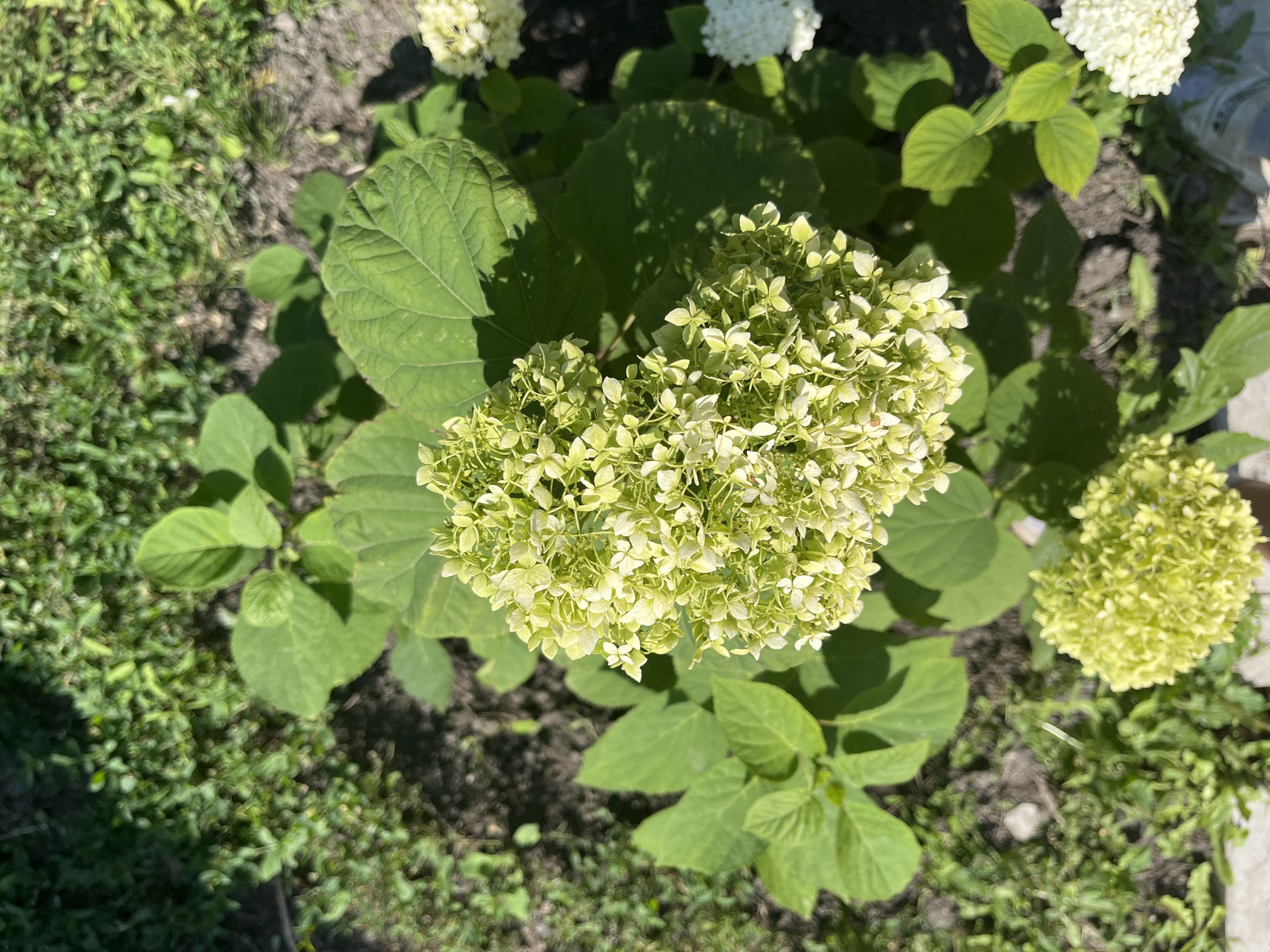 A top-down view of a vibrant green hydrangea bush in bloom. The central focus is a large cluster of light green hydrangea flowers, some with hints of white. The bush has broad, dark green leaves and is growing in soil interspersed with small green plants and grass. The lighting suggests it is daytime, with shadows cast by the leaves and flowers. The image appears to be from an outdoor garden setting. There is no information available to determine the location in Saratov, Russia.