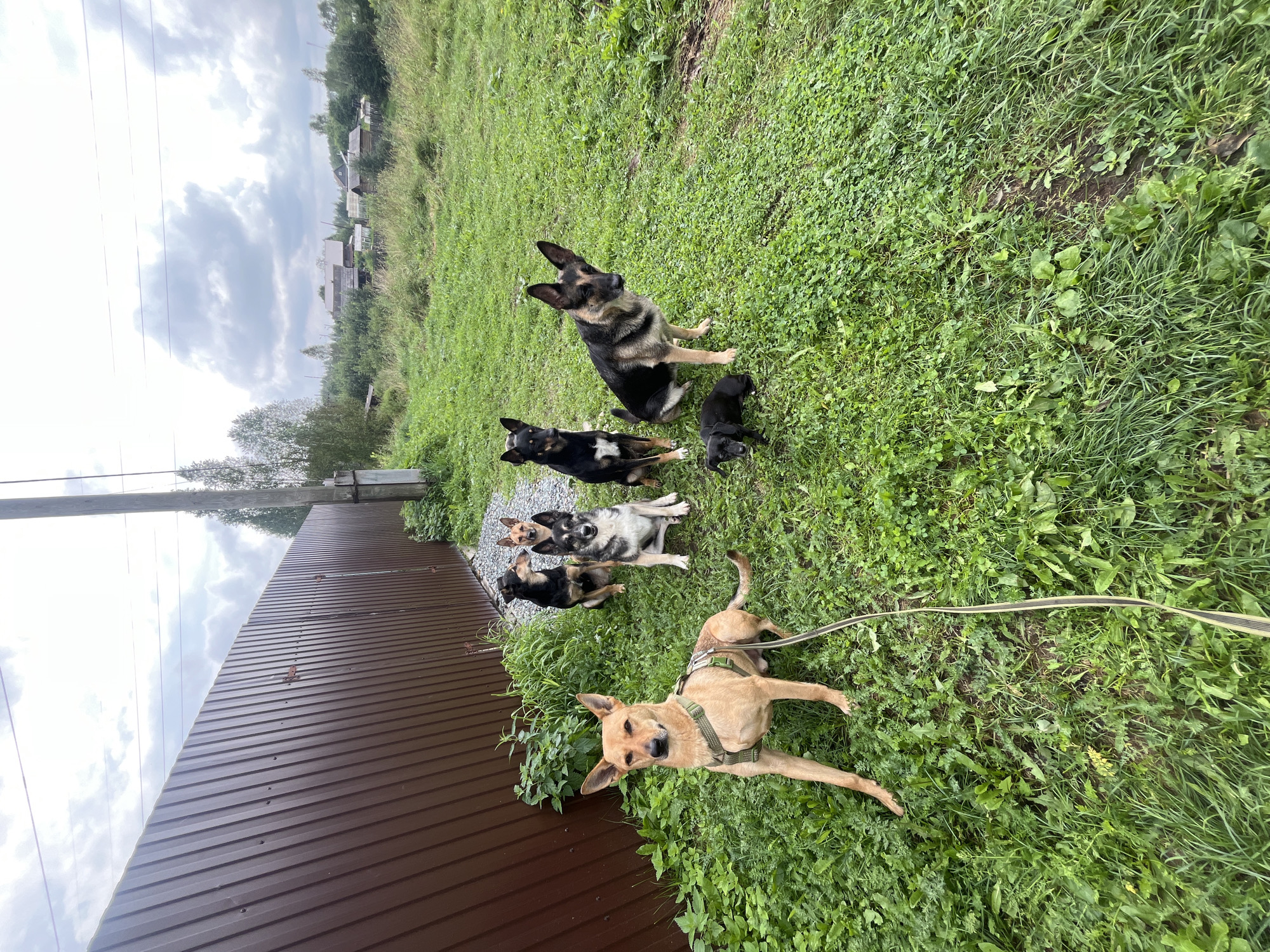 A pack of six dogs, ranging in size and breed, are gathered in a grassy yard bordered by a brown corrugated metal fence. The largest dog, a German Shepherd mix, sits prominently in the foreground, looking towards the camera. Behind it, a tan dog with a green harness is seated. Further back, four other dogs are positioned: a black and tan dog, a black dog with white markings, a smaller black dog lying down, and a tan dog with dark markings. The background shows a slightly overgrown lawn, a utility pole, and in the distance, a cluster of houses with trees. The sky is overcast with clouds. The location is a yard in Nizhny Tagil, Russia.