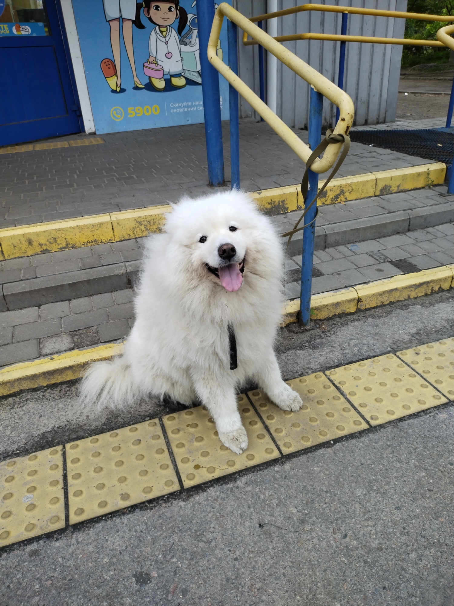 A white, fluffy dog, identified as a Samoyed, sits centered within the frame on a yellow tactile paving strip with raised circular indicators. The dog faces forward with its mouth slightly open, tongue extended, and dark eyes visible. A dark collar or harness is present on its chest, and a dark-colored leash is knotted around a horizontal yellow metal railing to the left of the dog. This railing system, supported by blue vertical posts, runs alongside a series of grey paved steps, each featuring a yellow safety strip along its edge. To the left of the scene, a blue building entrance is visible next to a light blue poster affixed to the building's facade. The poster depicts cartoon figures, including a person's legs in high heels, and a girl in a white lab coat. Cyrillic text on the poster reads "Скануйте наш оновлений сайт" (Scan our updated website) and the number "5900" in a yellow circle, confirming the location in Ukraine. The immediate ground is composed of grey asphalt and various grey paver stones. In the background, beyond the railings and steps, a grey, vertically ribbed building is partially visible, with minimal green foliage from distant trees or bushes.