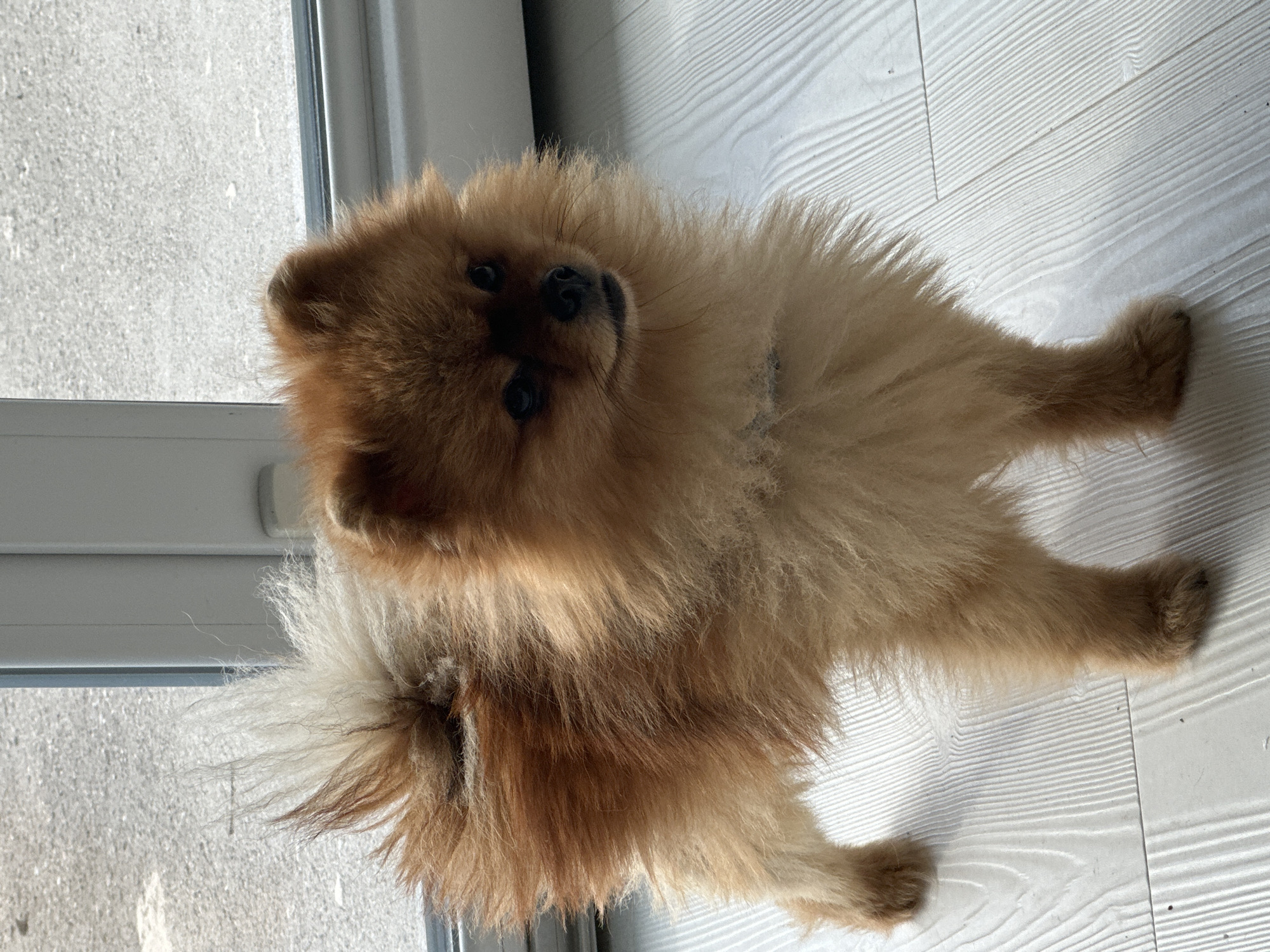 A fluffy, light brown Pomeranian dog stands on a white wooden floor in front of a glass door. The dog's fur is light brown with some darker brown accents, particularly on its back and tail. Its tail is bushy and curled over its back. The dog is looking slightly to the right with its mouth slightly open. Behind the dog, through the glass door, a blurred outdoor scene is visible, possibly a street or a yard, with a light-colored surface that could be pavement or gravel. The lighting suggests it is daytime. The scene is indoors, in Asenovgrad, Bulgaria.