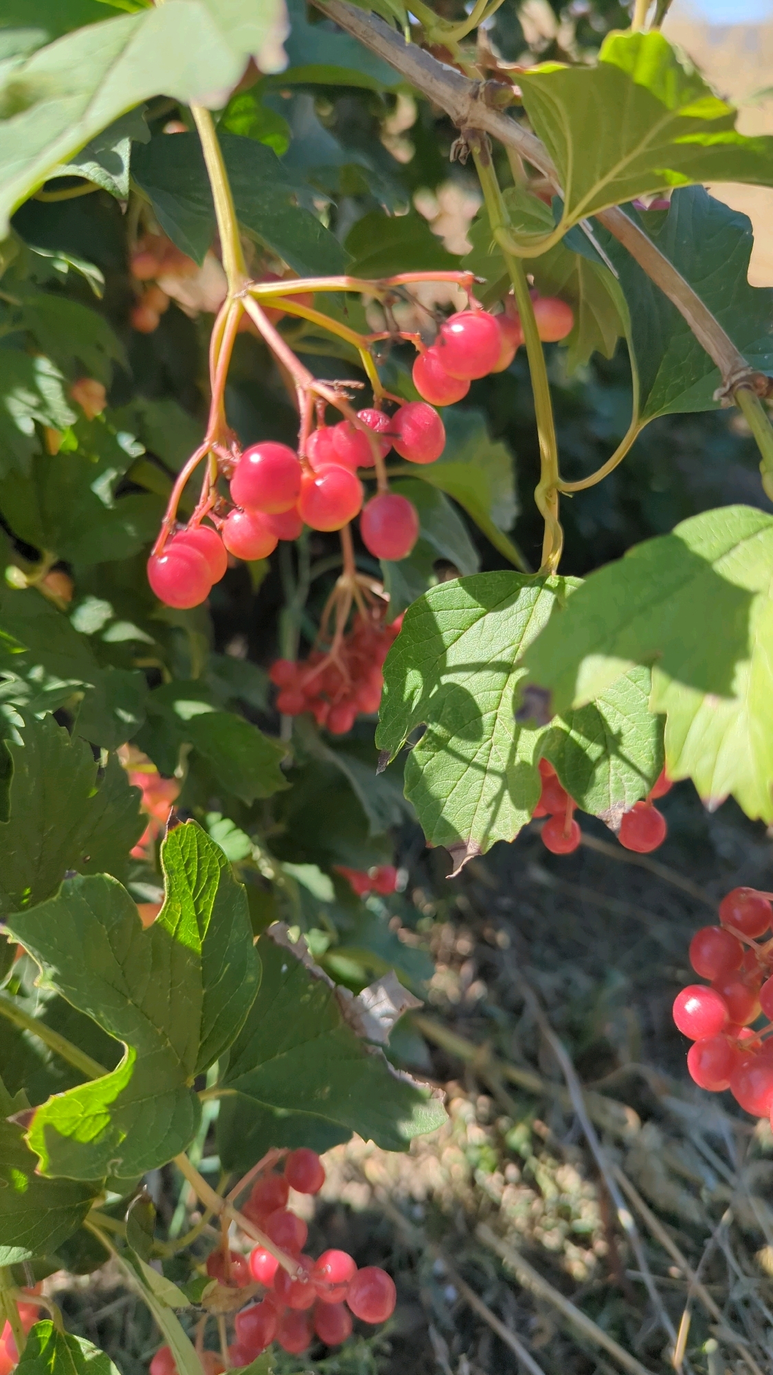 A close-up, outdoor, low-angle shot shows clusters of red berries on a bush. The berries are small, round, and a vibrant red color, with some lighter pink or orange hues indicating varying ripeness. They are attached to thin, pale stems that branch out from a thicker, light-brown woody stem. Lush green leaves, with visible veins and slightly serrated edges, surround the berries. Some leaves are illuminated by sunlight, casting shadows on others. The background is a blur of muted greens and browns, suggesting foliage and the ground beneath the bush. The overall impression is one of natural growth and the bounty of a plant in its fruiting season. The location is the city of Bolshoy Log, Russia.