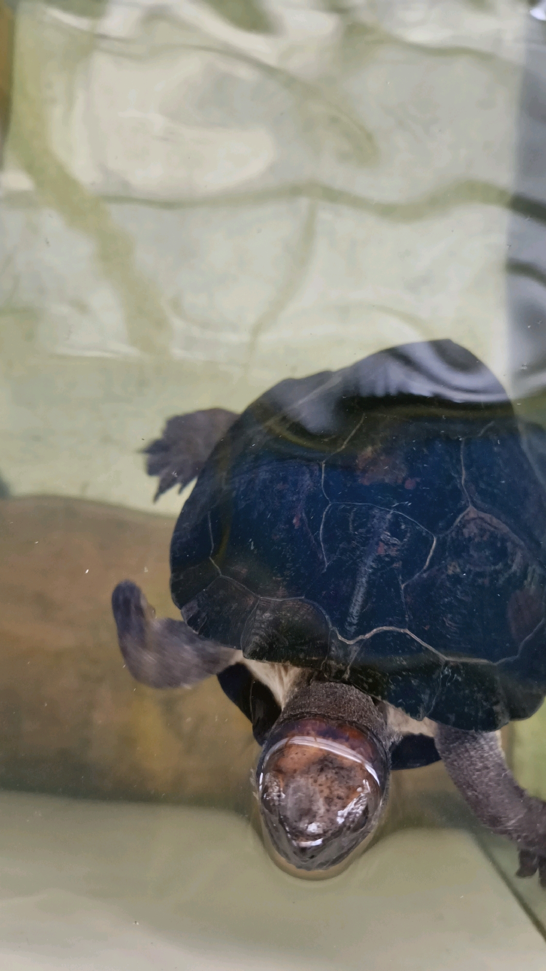 A close-up, top-down view captures a small turtle submerged in murky, light-brown water within a transparent enclosure. The turtle's dark, segmented shell reflects the overhead light, revealing a textured surface. Its head, partially submerged, is angled towards the viewer, with its mouth open and its eyes visible. One of the turtle's legs is extended upwards, its claws sharp and distinct. A blurred, light-brown object, possibly a rock or a piece of décor, lies to the left of the turtle in the water. The background, seen through the enclosure, is a pale, mottled green, suggesting a wall or other indistinct feature. The water appears still, with no discernible movement other than the turtle itself. The scene is located in Air Paoh, Indonesia.