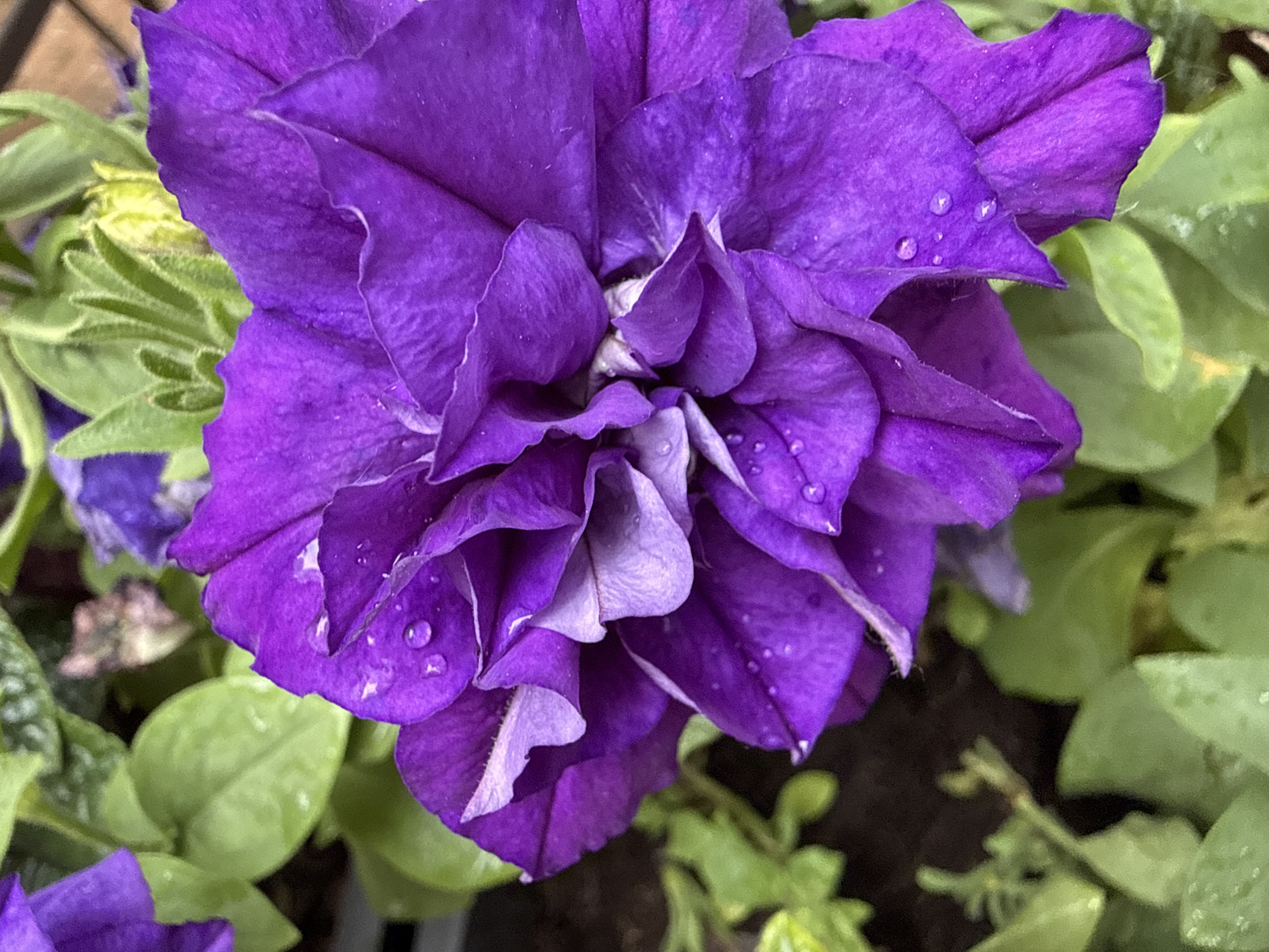 The image is a close-up, vertical shot of a vibrant purple petunia flower with dew drops on its petals. The flower is in full bloom, with multiple layers of ruffled petals. The background consists of green foliage and dark soil. There are no people or animals visible in the image. The scene depicts a flower in a garden setting, and there is no information that allows for the identification of its location in Moscow, Russia.