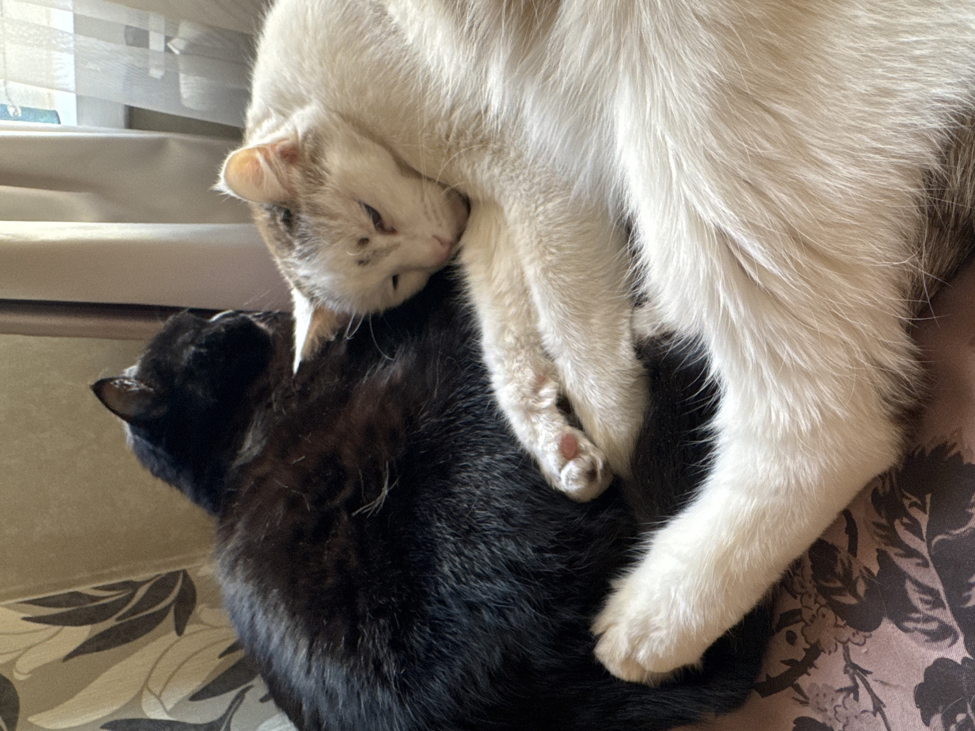 Two cats, one black and one white with tan markings, are curled up together on a patterned surface. The black cat is positioned behind the white cat, and its head is not fully visible. The white cat is resting on its side, with its eyes partially closed and its paws intertwined with the black cat. The background consists of a draped fabric with a floral pattern and a blurred window with curtains. The scene appears to be indoors, possibly in a residential setting. There is no identifiable location in Bishkek City, Kyrgyzstan.