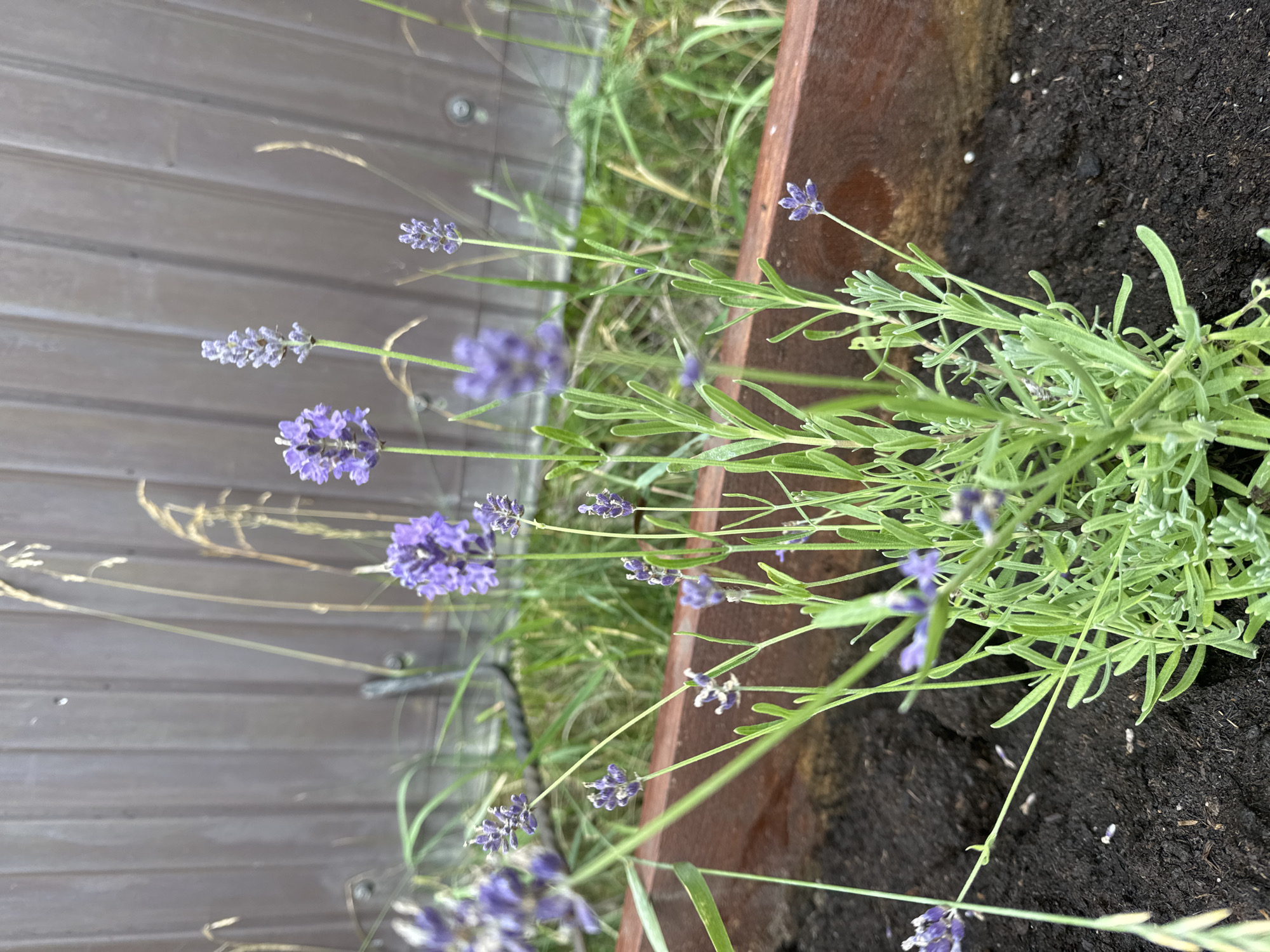 A medium shot image shows a cluster of lavender plants growing in a wooden raised garden bed filled with dark soil. The plants have slender green stems topped with small purple flower spikes. Some dried grasses are interspersed among the lavender. In the background, a weathered brown wooden fence runs horizontally, with green grass and a blurry dark object visible behind the plants. The overall scene suggests an outdoor garden setting in Engels, Russia.