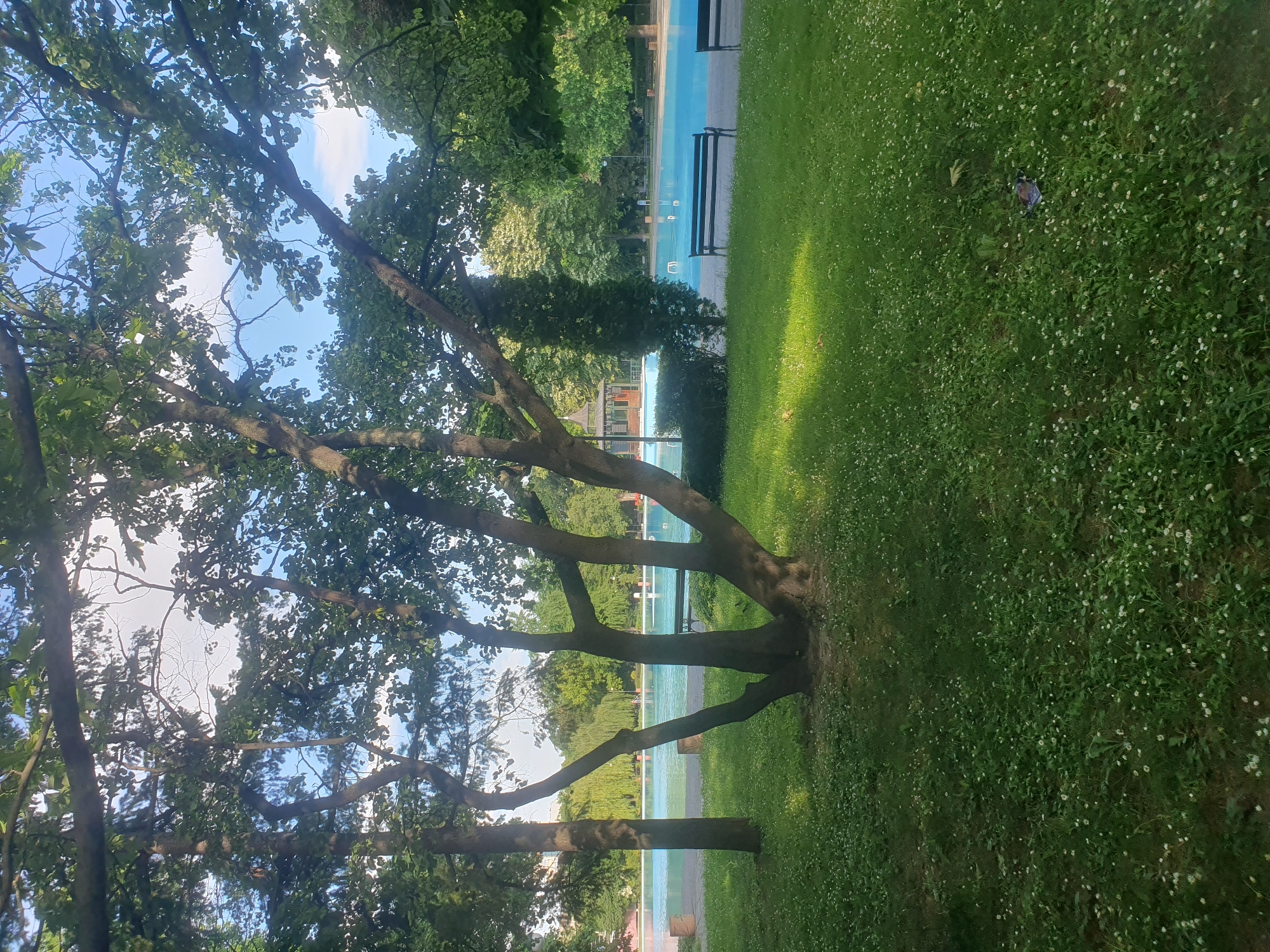 The image depicts a scene at a park in Plovdiv, Bulgaria, likely near a swimming pool. In the foreground, a mature tree with multiple trunks and dense foliage dominates the view, partially obscuring the background. The tree is positioned on a patch of green grass, densely covered with small white flowers. Beyond the tree and grass is a large, light blue swimming pool, likely an outdoor public pool, running horizontally across the frame. Along the side of the pool, there are park benches facing the water. The background consists of more trees and possibly buildings. The day appears to be sunny, based on the bright lighting and shadows cast on the grass. There are no visible people in the image.