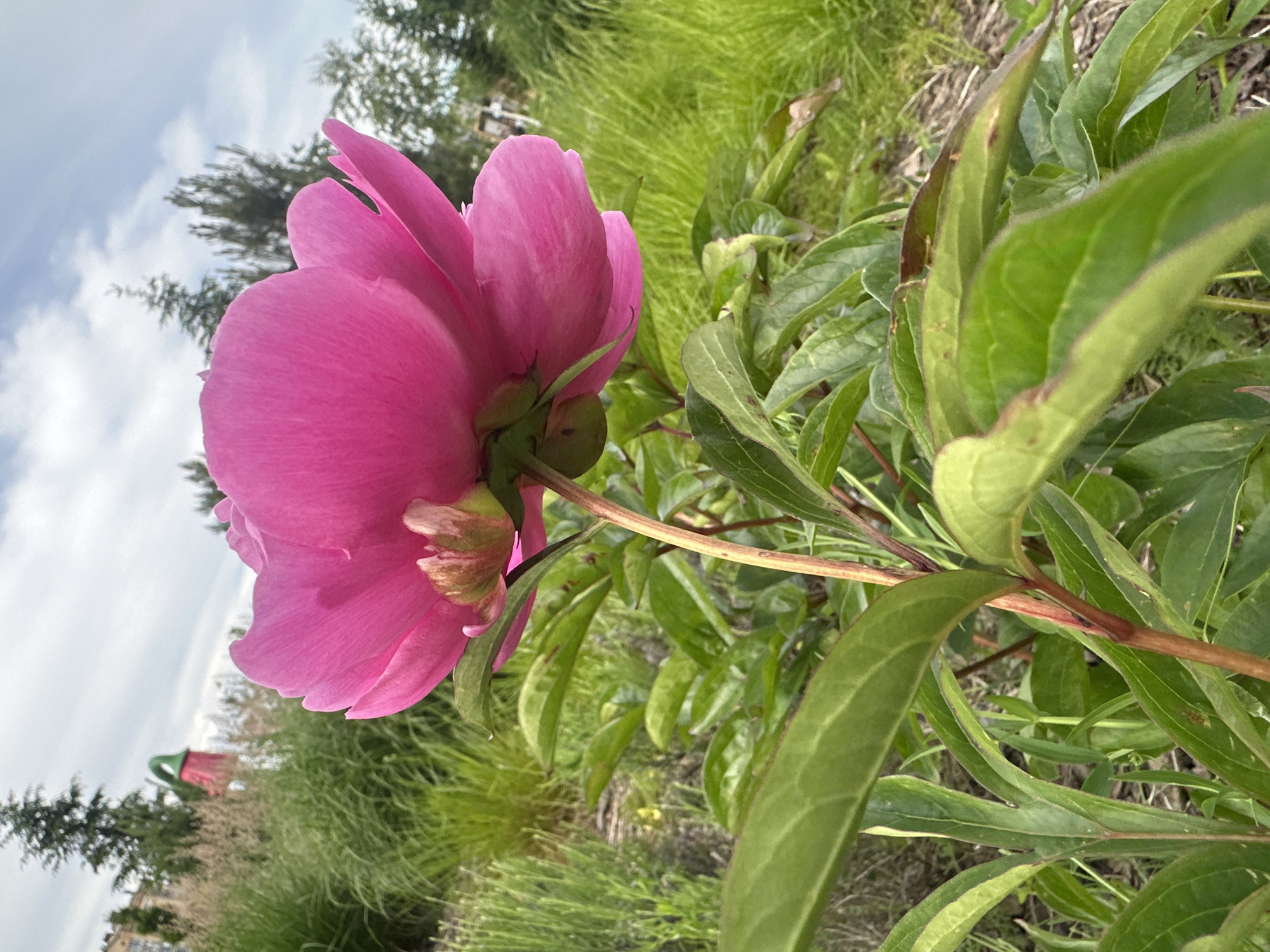 A low-angle, medium shot captures a vibrant pink peony flower in bloom. The peony is the dominant subject, positioned in the foreground and slightly off-center to the right. Its large, ruffled petals are a rich magenta hue, and the underside of the bloom reveals green sepals and a hint of a developing bud. The flower is supported by a thick, reddish-green stem and surrounded by lush, green foliage with broad leaves. The leaves exhibit subtle variations in color, with some showing faint reddish-brown spots.
The background is a blur of greenery and a sky with scattered clouds. To the left, a hint of a tall evergreen tree and a building are visible, with a quirky, bright red and green sculpture of a watering can also peeking through the foliage. The rest of the background is filled with tall, wild grasses and other greenery, suggesting an outdoor, natural setting like a garden or park. The lighting is bright and overcast, casting a soft glow on the flower and its surroundings. The overall impression is a peaceful, botanical scene.