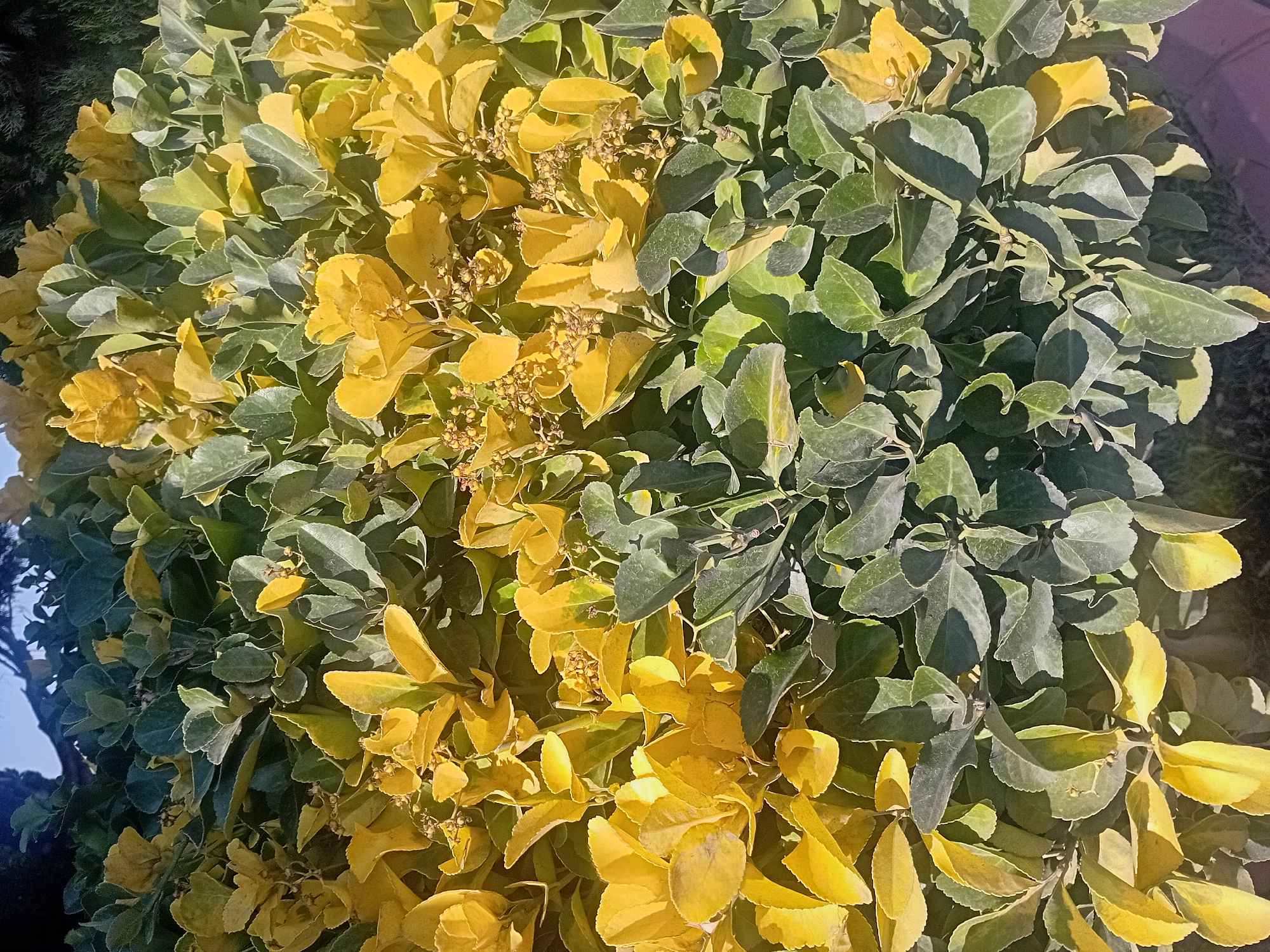 This is a close-up, vertical shot of a dense bush with distinctly colored foliage. The bush is divided horizontally, with the upper half dominated by bright yellow leaves and the lower half featuring dark green leaves. Some leaves show a transition between these colors, with yellowing edges or patches on the green leaves. Small, cluster-like growths, possibly buds or immature seed pods, are visible interspersed among the yellow leaves. The lighting suggests a bright, sunny day, casting shadows that highlight the texture and layers of the leaves. The background is out of focus, with hints of darker foliage and a pale blue sky at the top, and a darker, possibly grassy or soil surface at the bottom. The scene appears to be an outdoor environment, likely a garden or park setting in Onikişubat, Turkey, given the context. No people or animals are present.