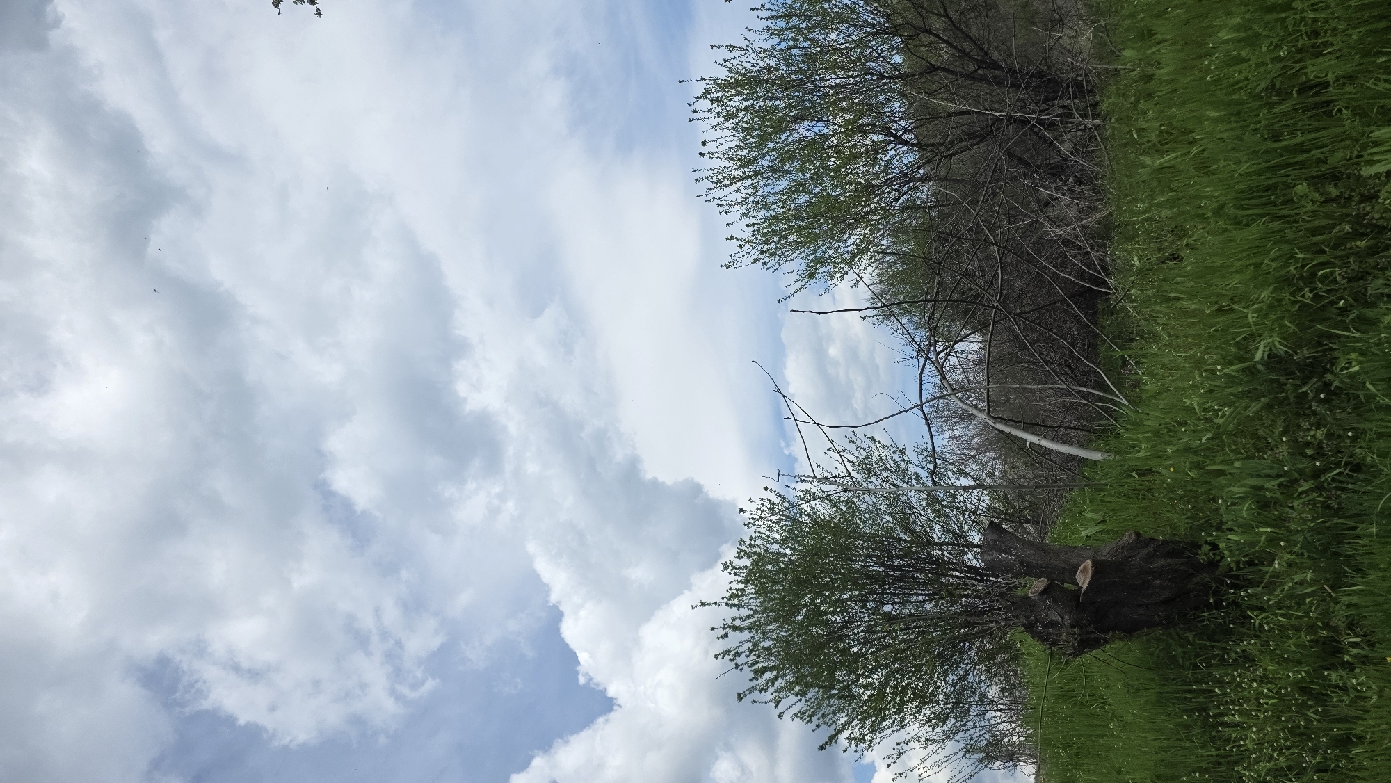The image shows a view upwards towards the sky from a low vantage point, possibly within the vicinity of Drenkovo, Bulgaria. The sky is partially obscured by white, puffy clouds. The landscape consists of green grass and trees with newly emerged leaves. There's a dark tree stump visible. Some bare branches are also present among the greener vegetation.