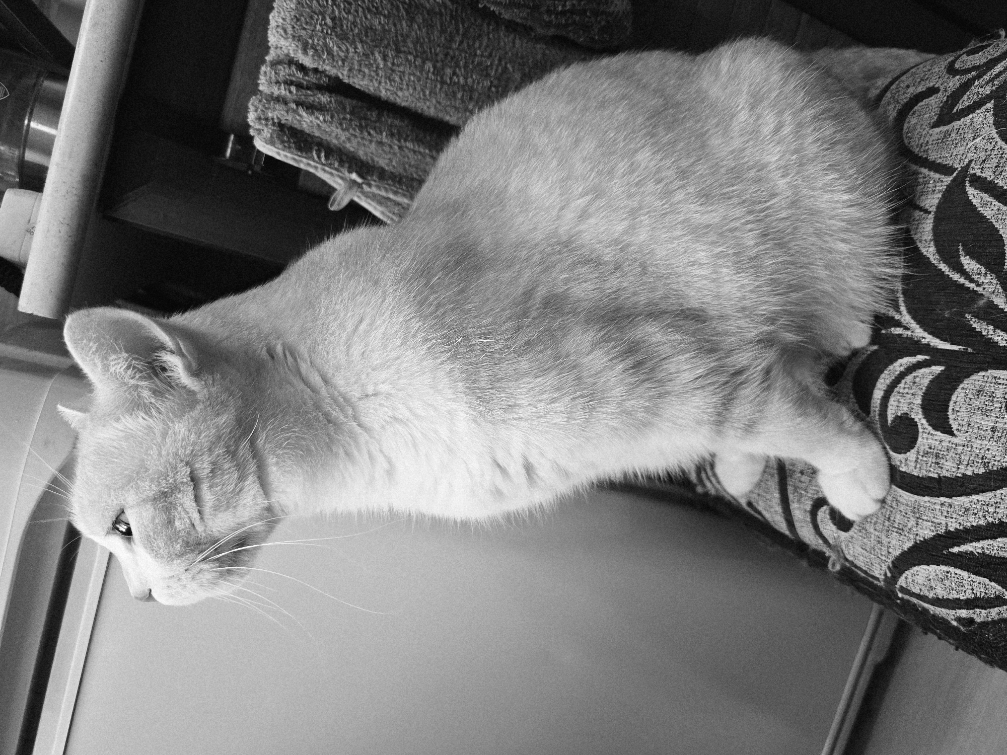 A grayscale, medium shot captures a light-colored cat sitting upright on a patterned chair, facing left and looking upwards. The cat's fur is short, and its large, pointed ears are perked. The cat's paws are tucked neatly in front. Behind the cat, a dark, textured fabric is draped over the back of the chair, and to the left, a light-colored, smooth surface is visible. The background is dimly lit and out of focus, with hints of objects on a shelf, including a cylindrical container and some blurry shapes. The image appears to be taken indoors, likely in a domestic setting, with no discernible urban elements.