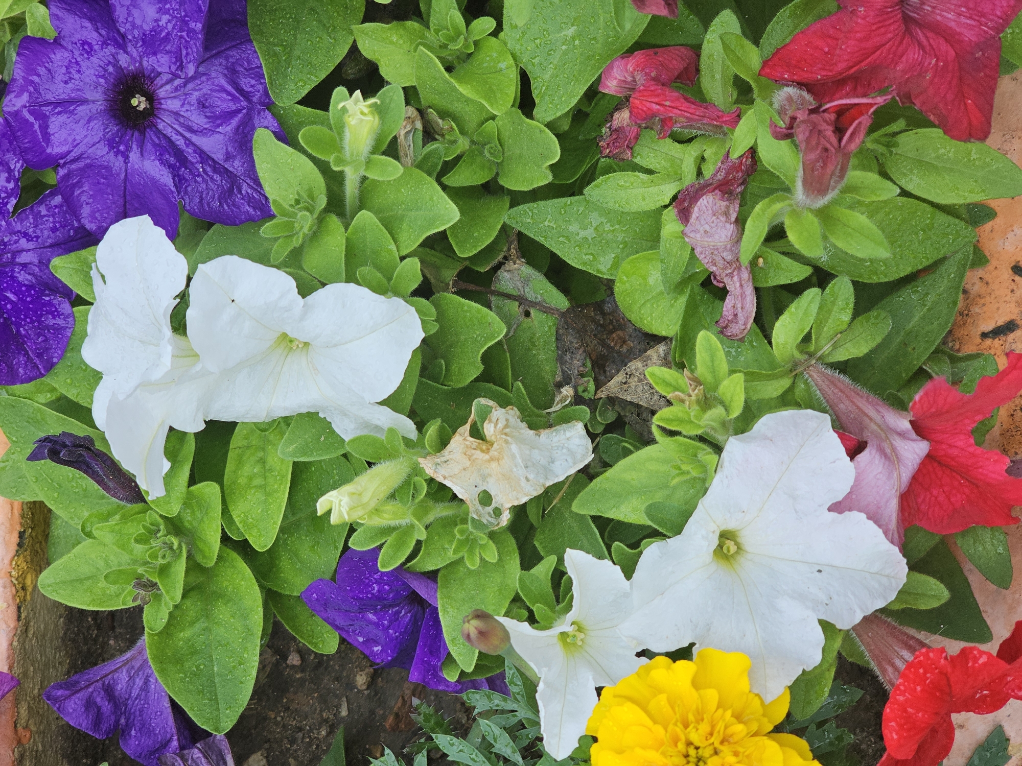 This image is a close-up, overhead shot of a planter filled with blooming petunias and other flowers. The flowers are a mix of vibrant colors, including deep purple, white, yellow, and red. Many of the petals are covered in water droplets, suggesting recent rain or watering. The leaves are a lush green and appear healthy. The planter itself is made of terracotta. The background shows the edge of a brick wall and some soil. The scene is likely a garden or a public space in Khimki, Russia, given the specific location requested. There are no people or animals visible in the image.