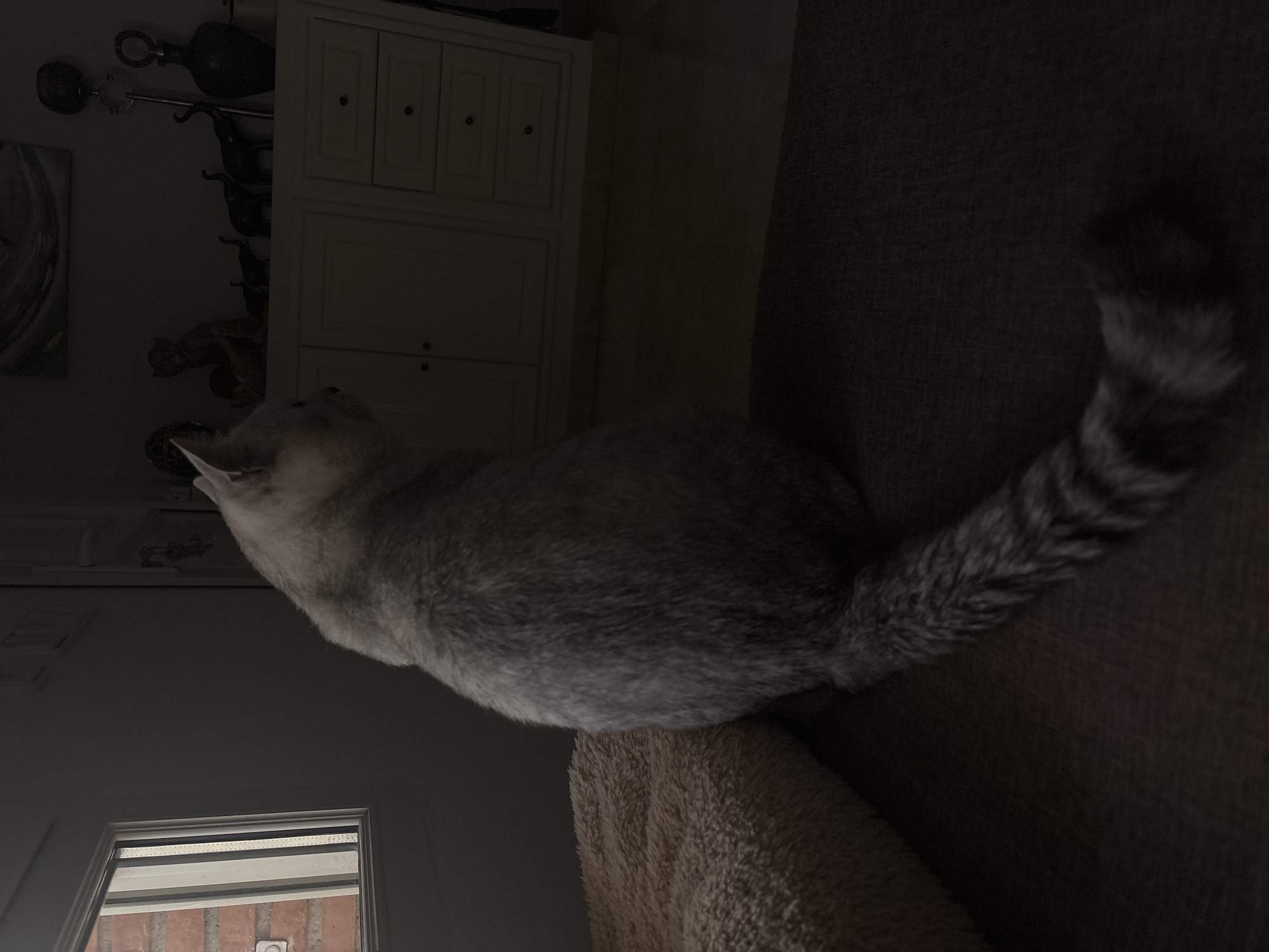 A silver cat sits on a brown surface, facing away from the camera and looking towards a window. To the right of the cat, a white dresser with drawers is visible. The room appears to be dimly lit. The location is not specified in the image.