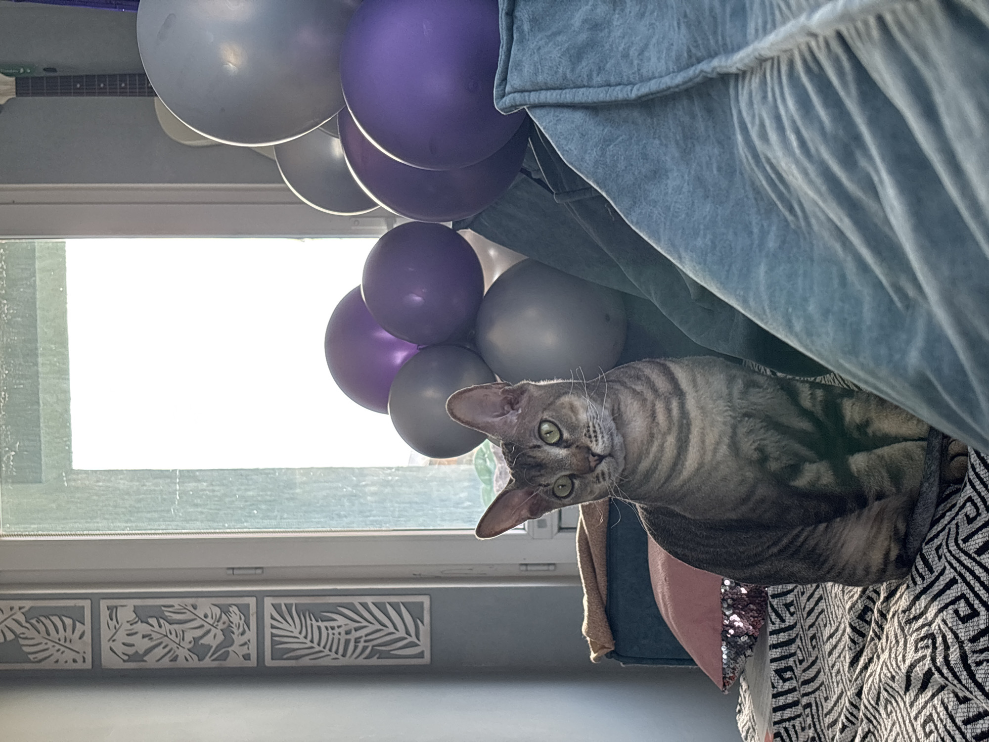 A grey tabby cat sits on a patterned blanket in an indoor setting. The cat has green eyes and large ears, and its fur has distinct tabby markings. Behind the cat, a pile of balloons in silver and purple hues is visible, some resting against a teal-colored upholstered surface. To the left of the cat, a dark blue sofa is partly visible, with a tan-colored throw blanket draped over it. A pink sequined pillow rests on the sofa. In the background, a window is covered by sheer white curtains, allowing bright light to enter the room. Decorative panels with leaf motifs are mounted on the wall to the left of the window. A portion of a guitar is visible in the upper right corner. The overall scene suggests a domestic environment, possibly decorated for a celebration. The location is stated as Natukhayevskaya, Russia.
