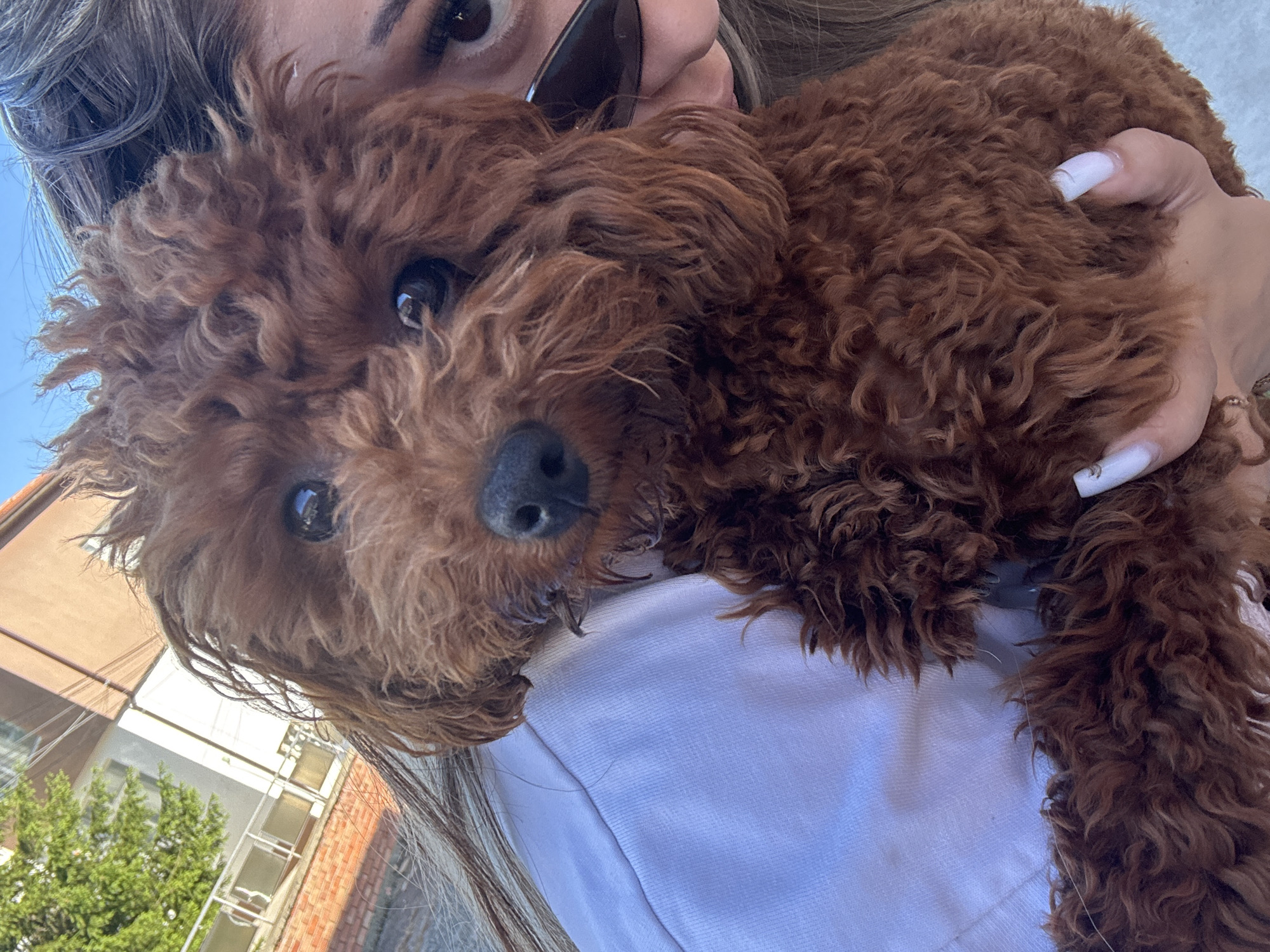 A woman with long brown hair and sunglasses is holding a brown poodle. The dog is facing the camera with its black nose and dark eyes. The woman is wearing a white t-shirt. The background shows a building, some greenery, and a clear sky. It is a sunny day. The location is likely in Aldomirovtsi, Bulgaria.
