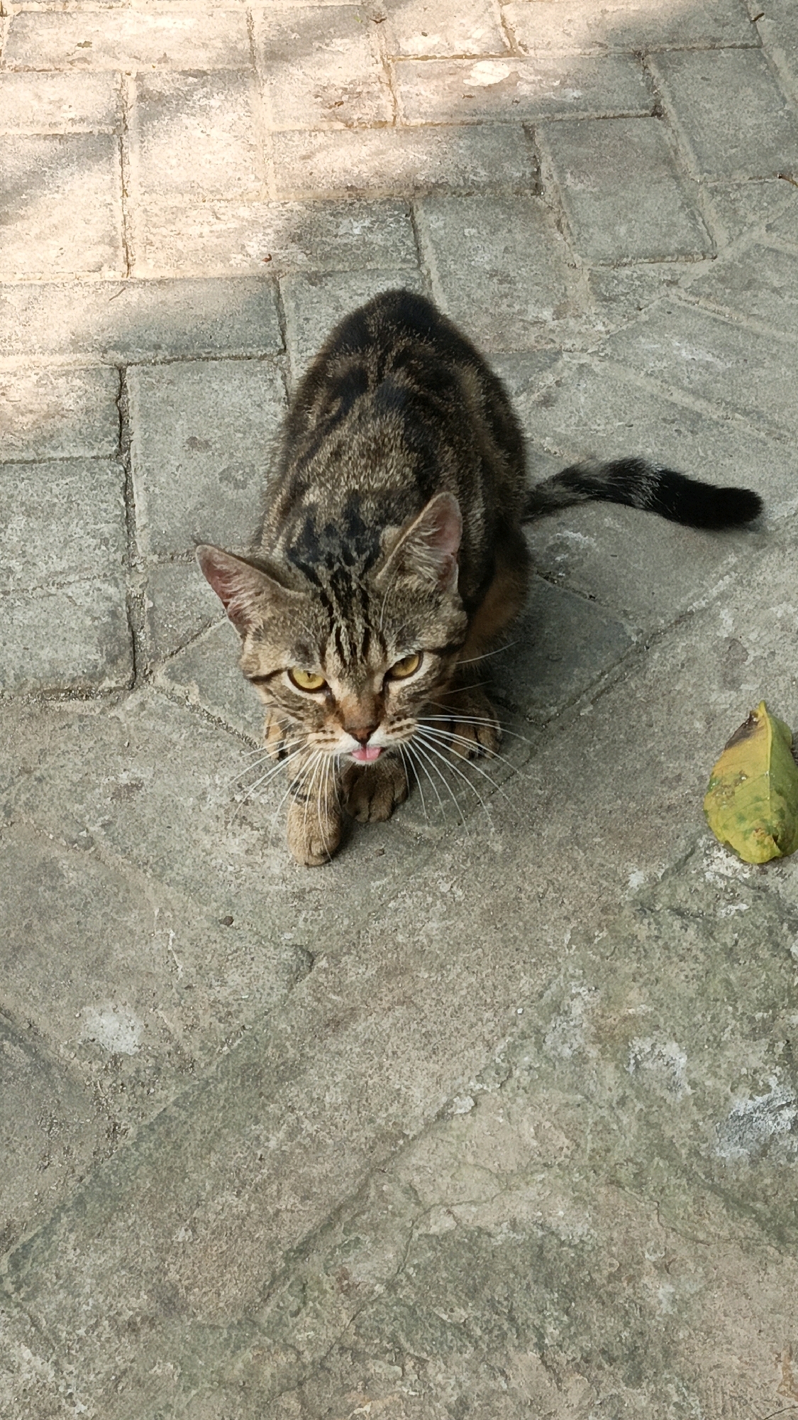 A tabby cat is crouched on a light-colored paved surface, its body angled towards the viewer. The cat has yellow eyes and is sticking its pink tongue out slightly. Its fur is a mix of brown, black, and tan stripes. To the right of the cat, a single yellow-green leaf rests on the pavement. The ground is composed of rectangular pavers with visible grout lines and some texture variations, suggesting an outdoor urban setting, possibly a courtyard or walkway in Cikal, Indonesia. The lighting suggests it is daytime, with shadows cast on the ground.