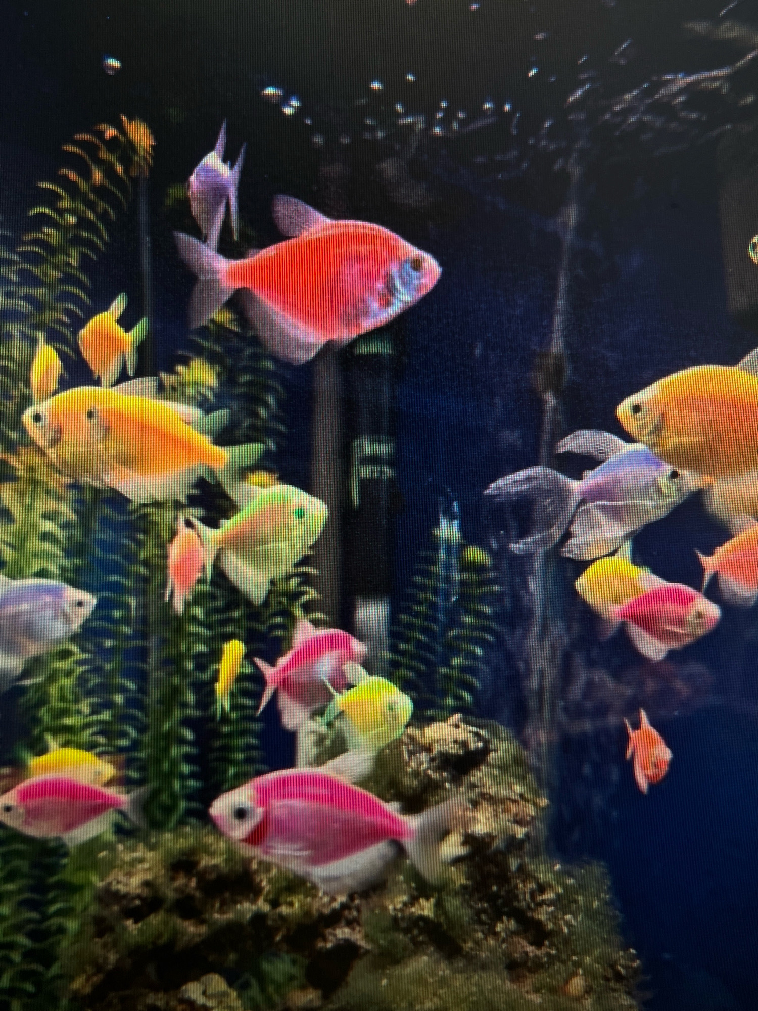 A school of brightly colored tetra fish swim in a freshwater aquarium. The fish are of various vibrant colors including pink, orange, yellow, green, and purple. They are swimming amongst artificial green plants and rocks. The background is a dark blue. The image is taken from a slightly upward angle, looking into the aquarium.